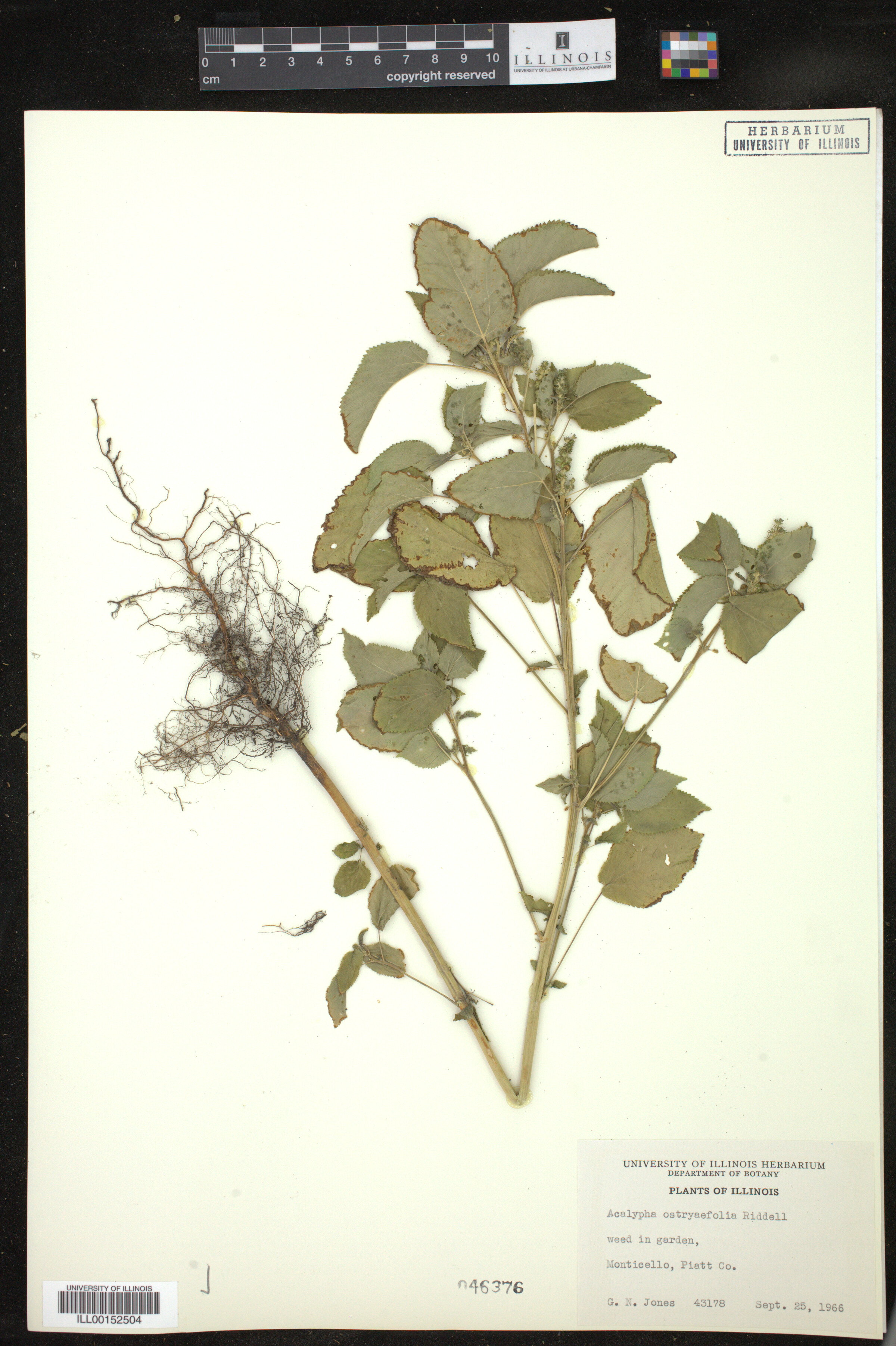 Acalypha ostryaefolia image