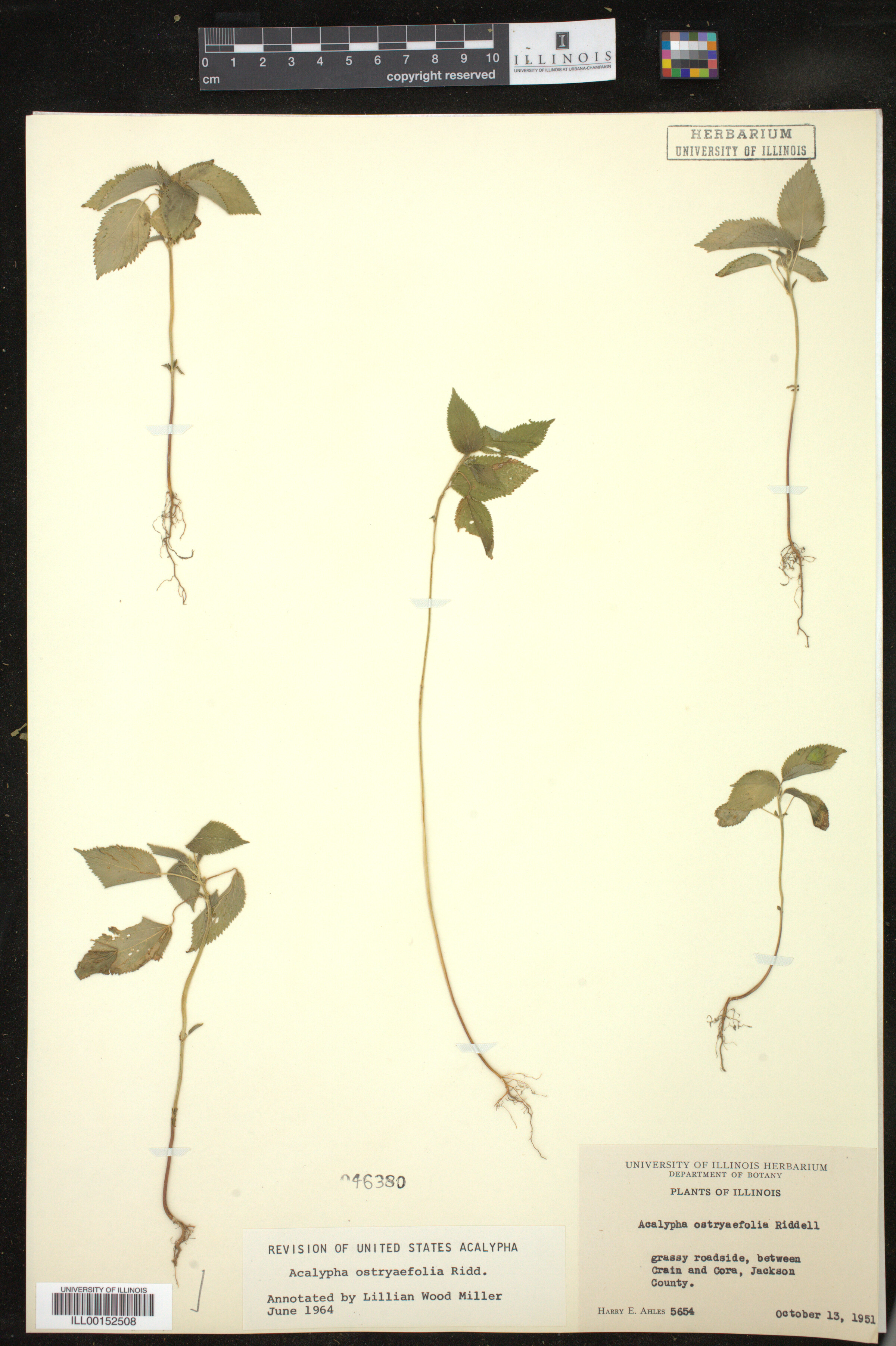 Acalypha ostryaefolia image