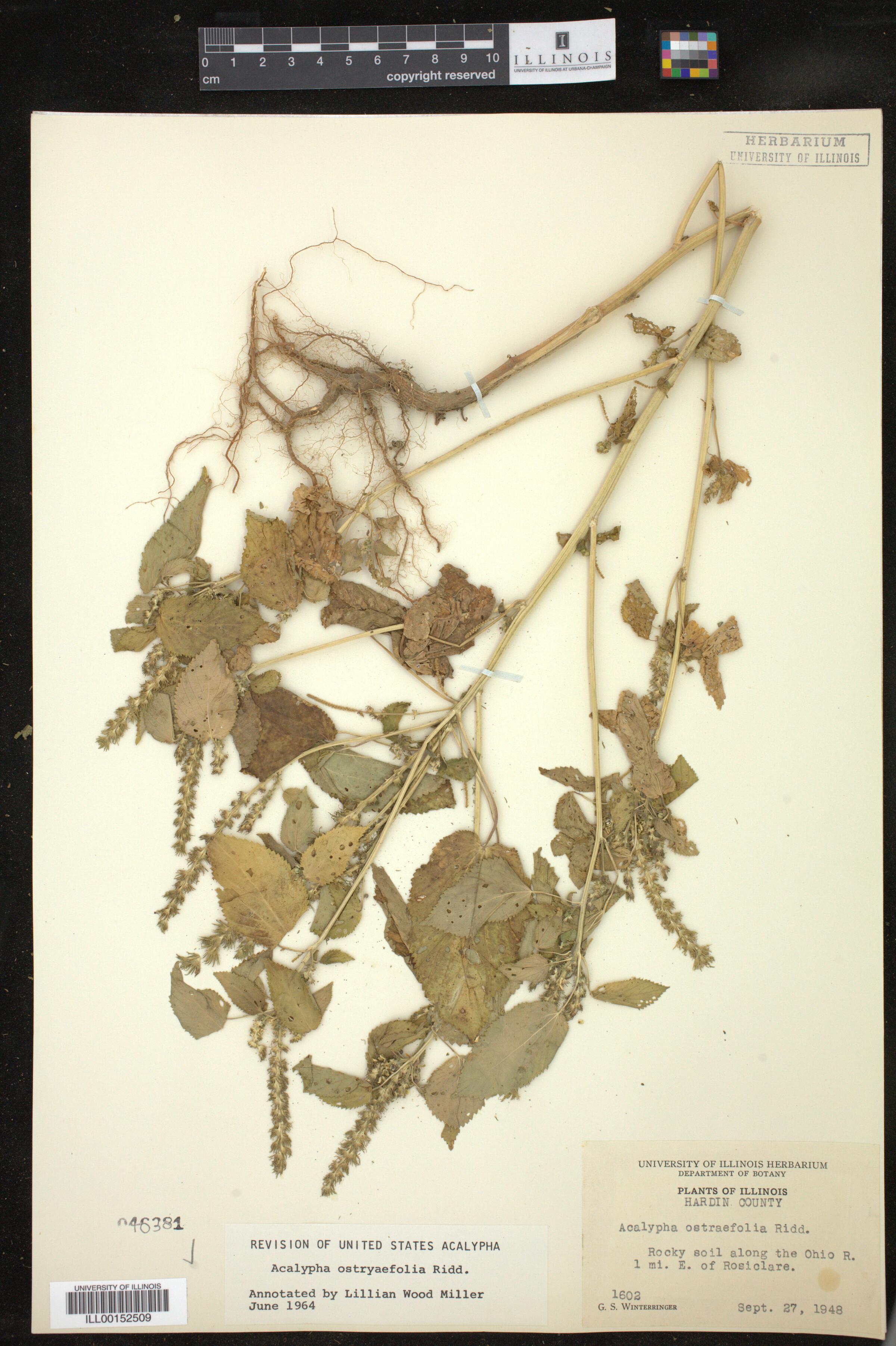 Acalypha ostryaefolia image