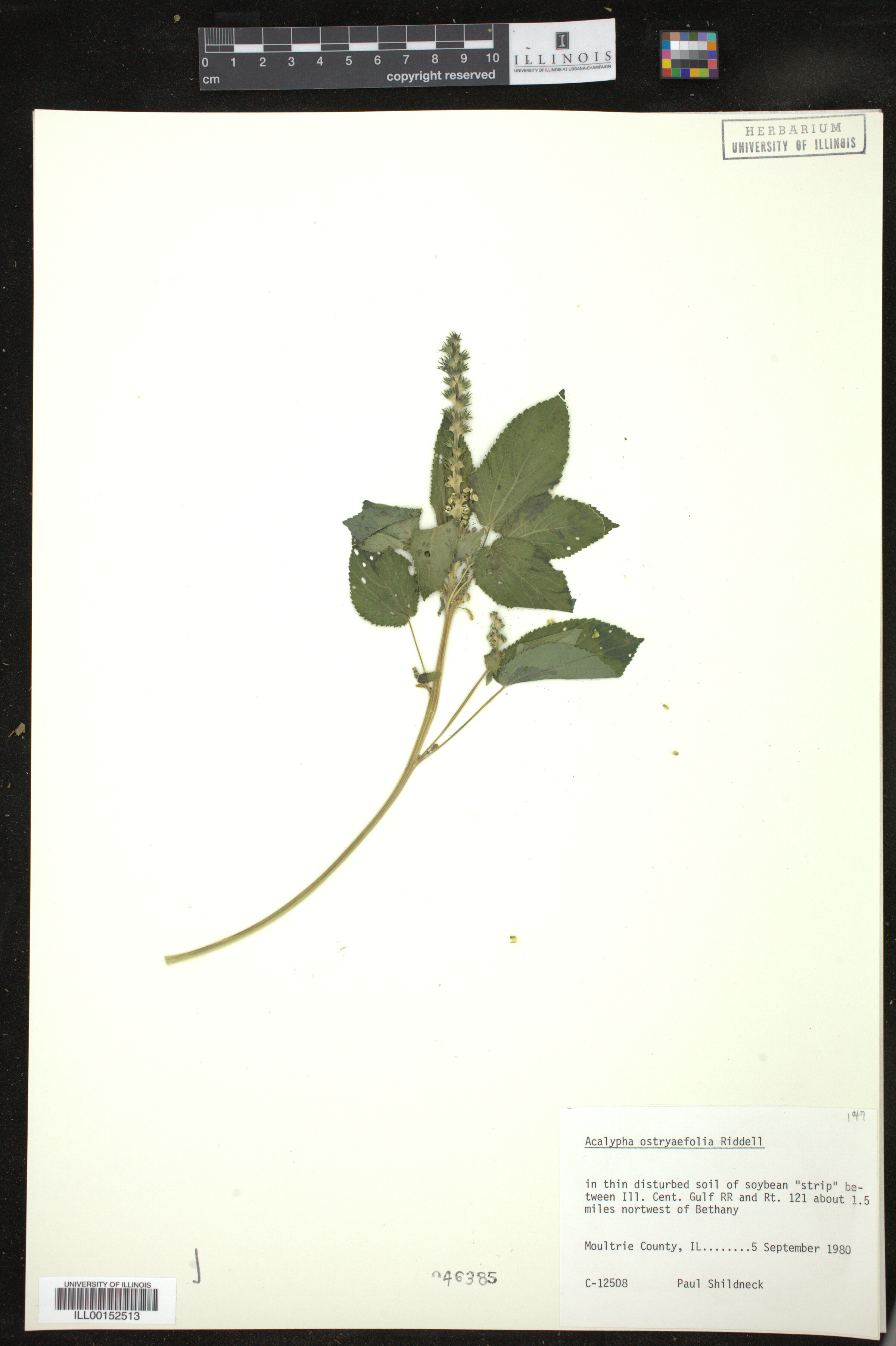 Acalypha ostryaefolia image