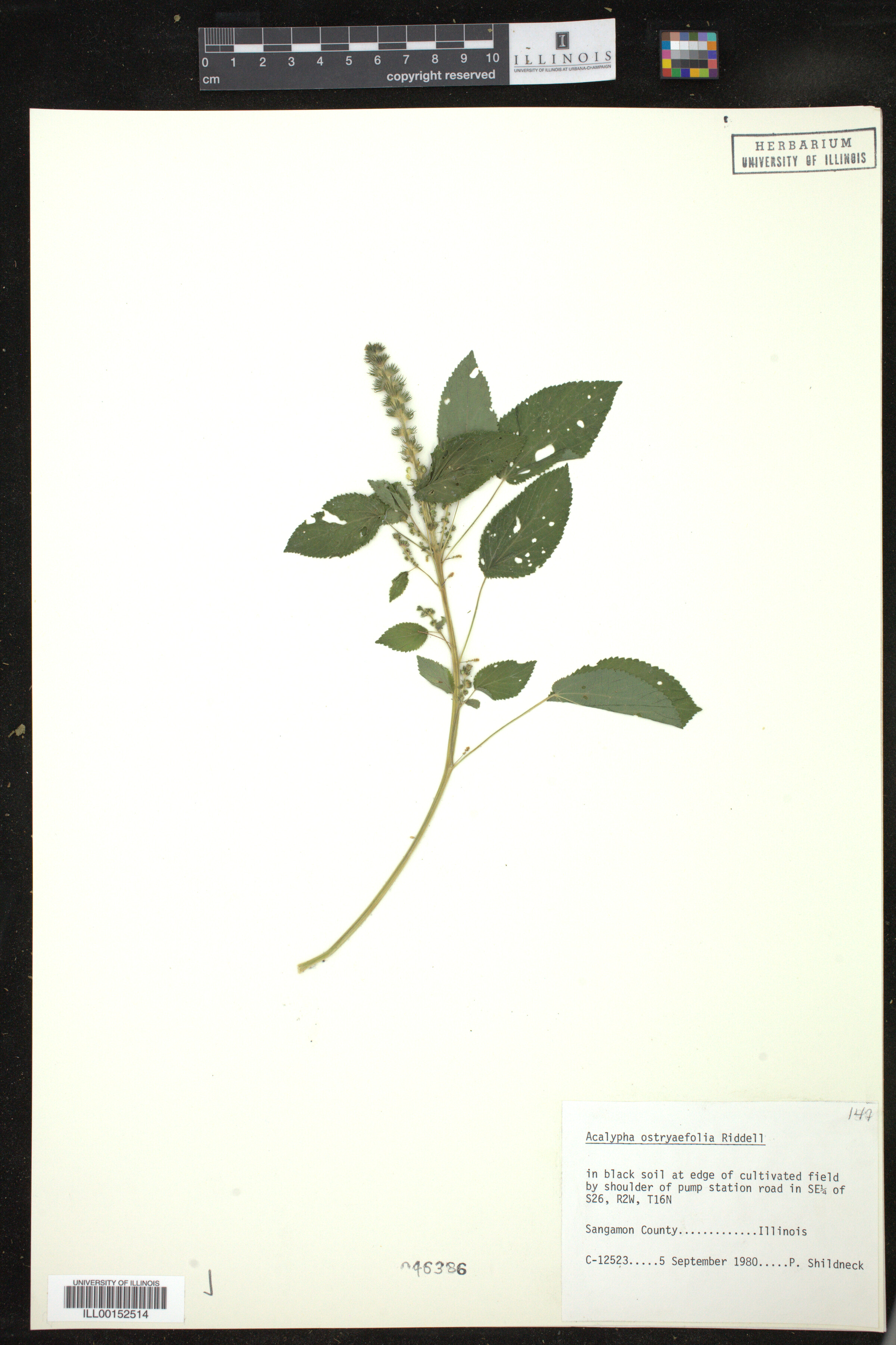 Acalypha ostryaefolia image