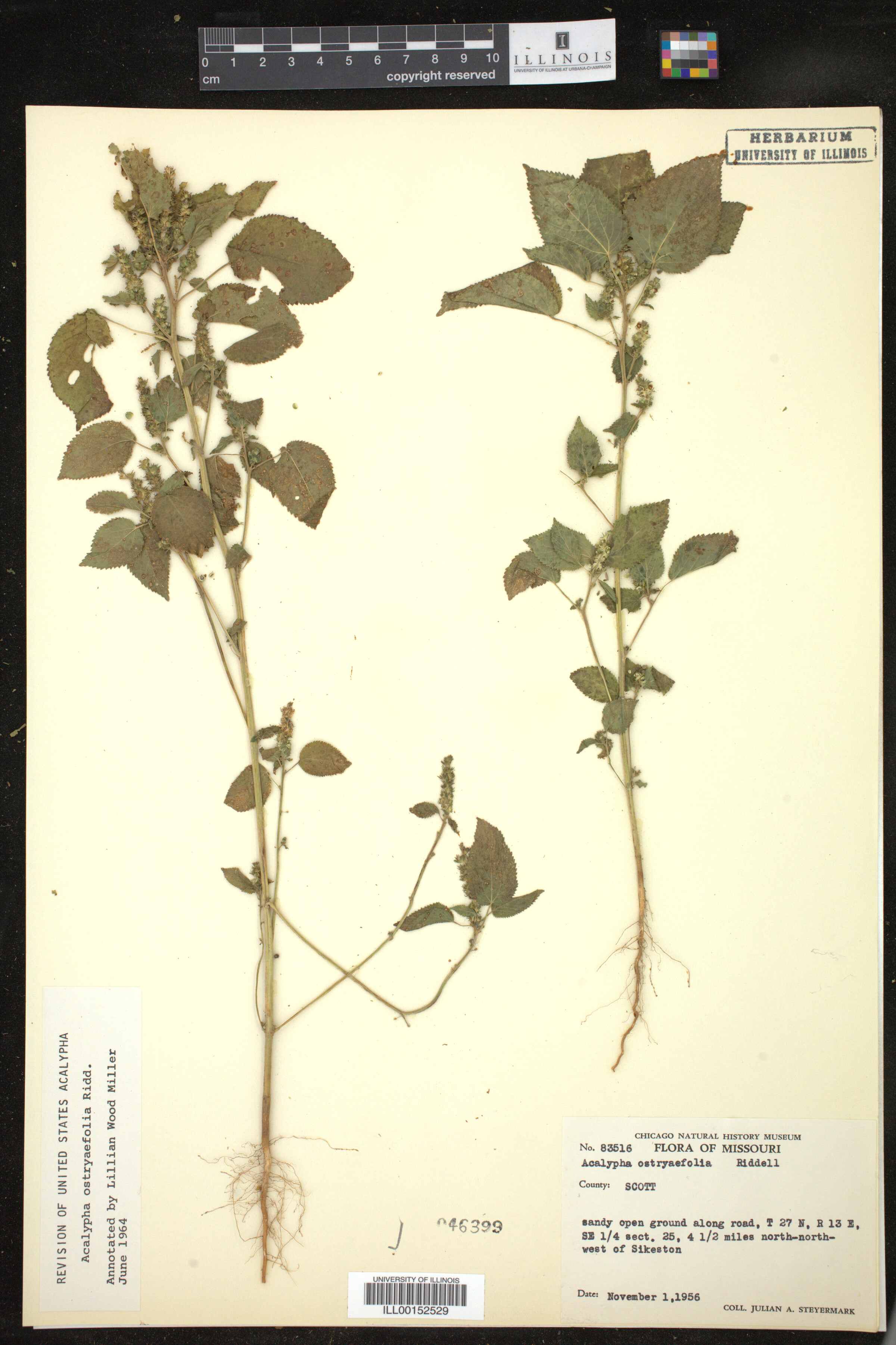 Acalypha ostryaefolia image