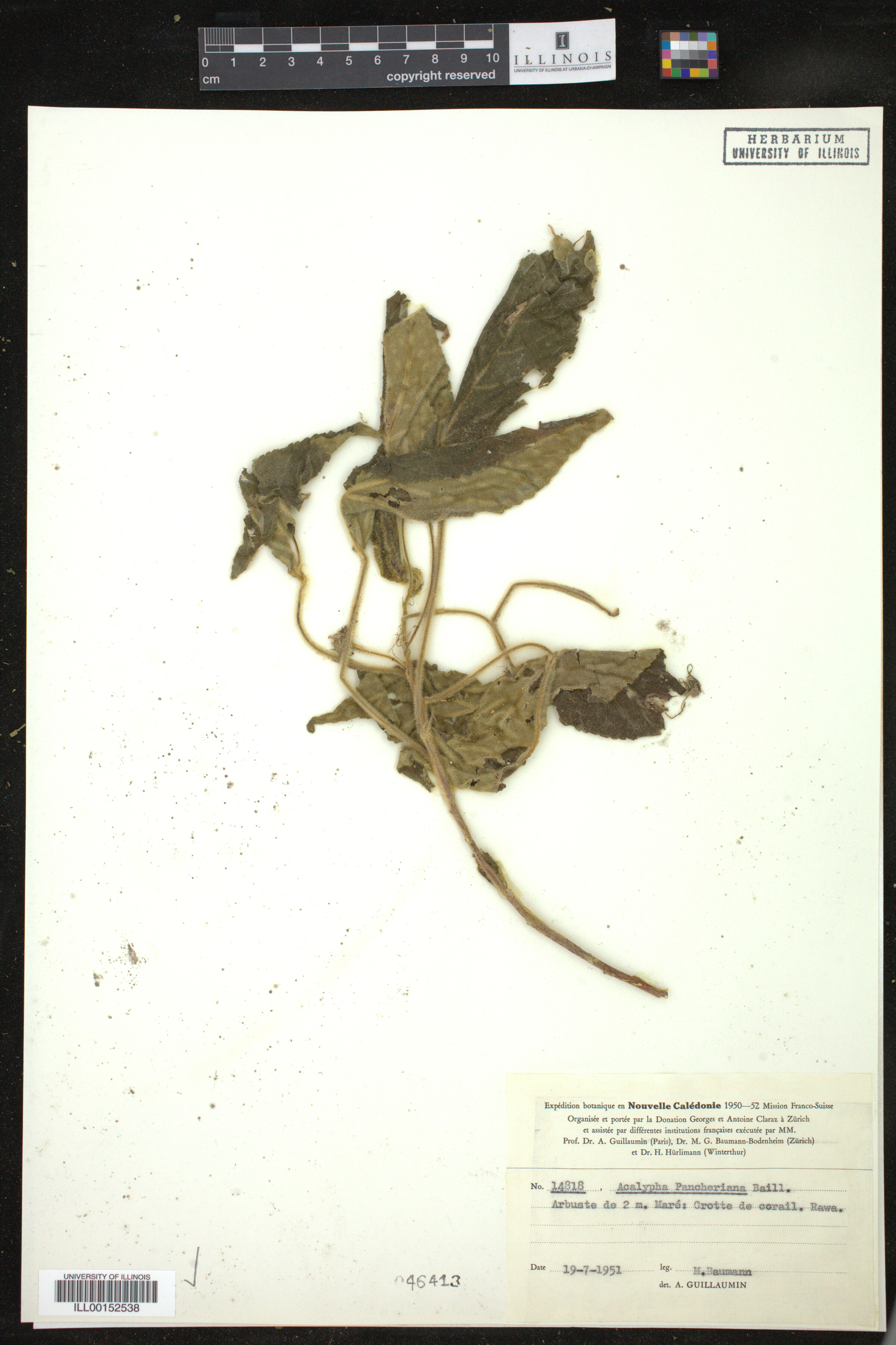 Acalypha pancheriana image