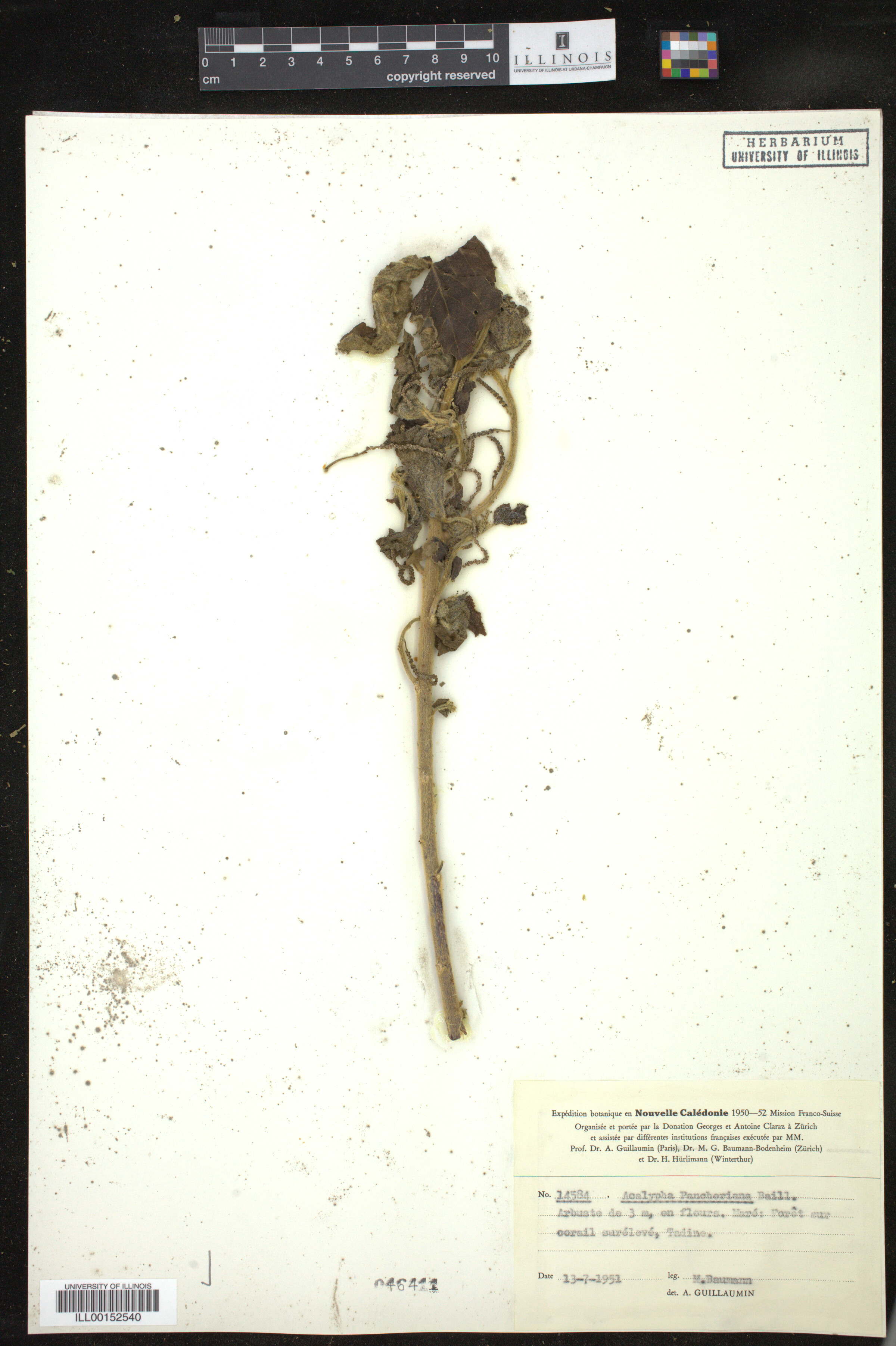 Acalypha pancheriana image