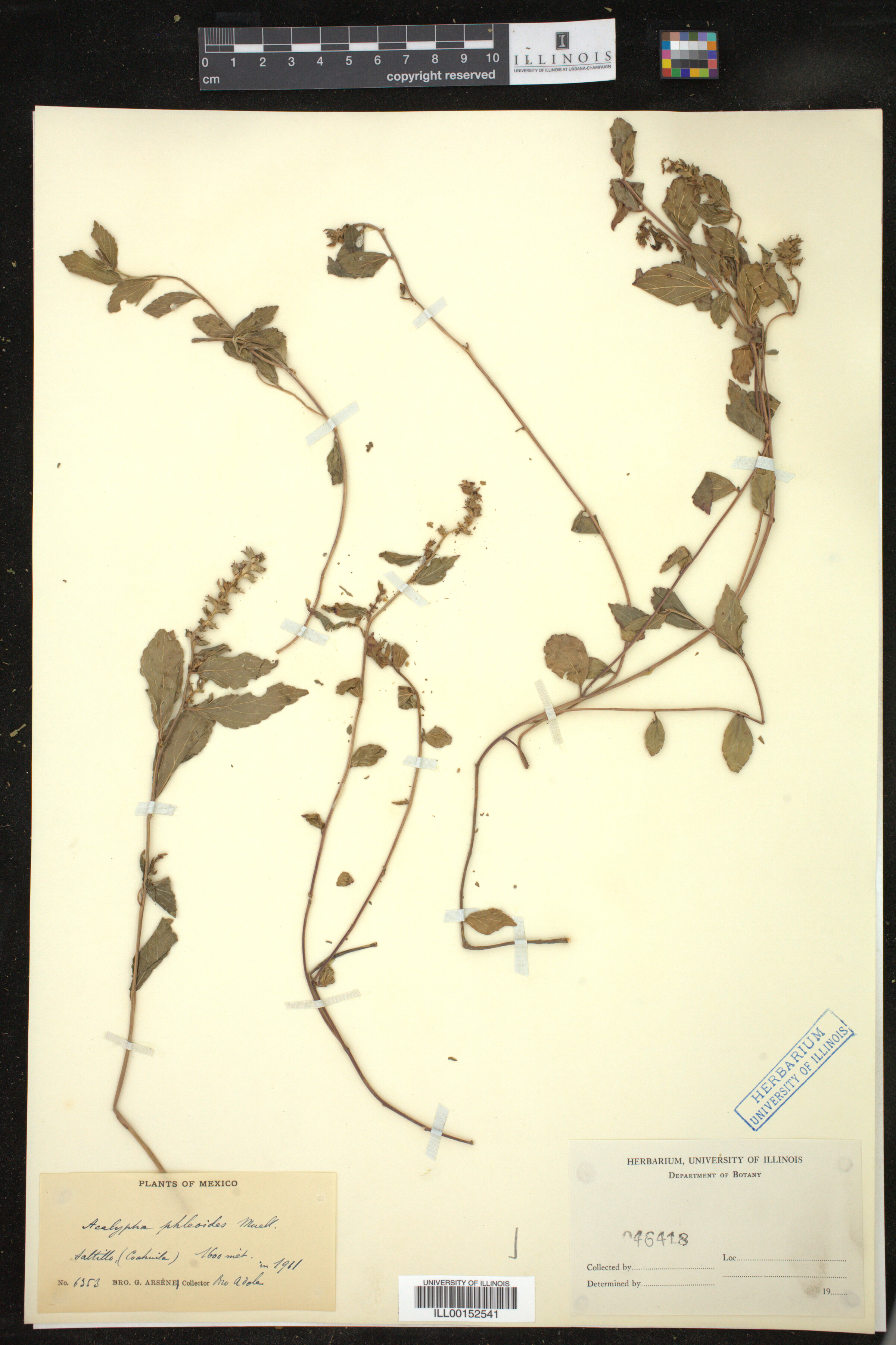 Acalypha phleoides image