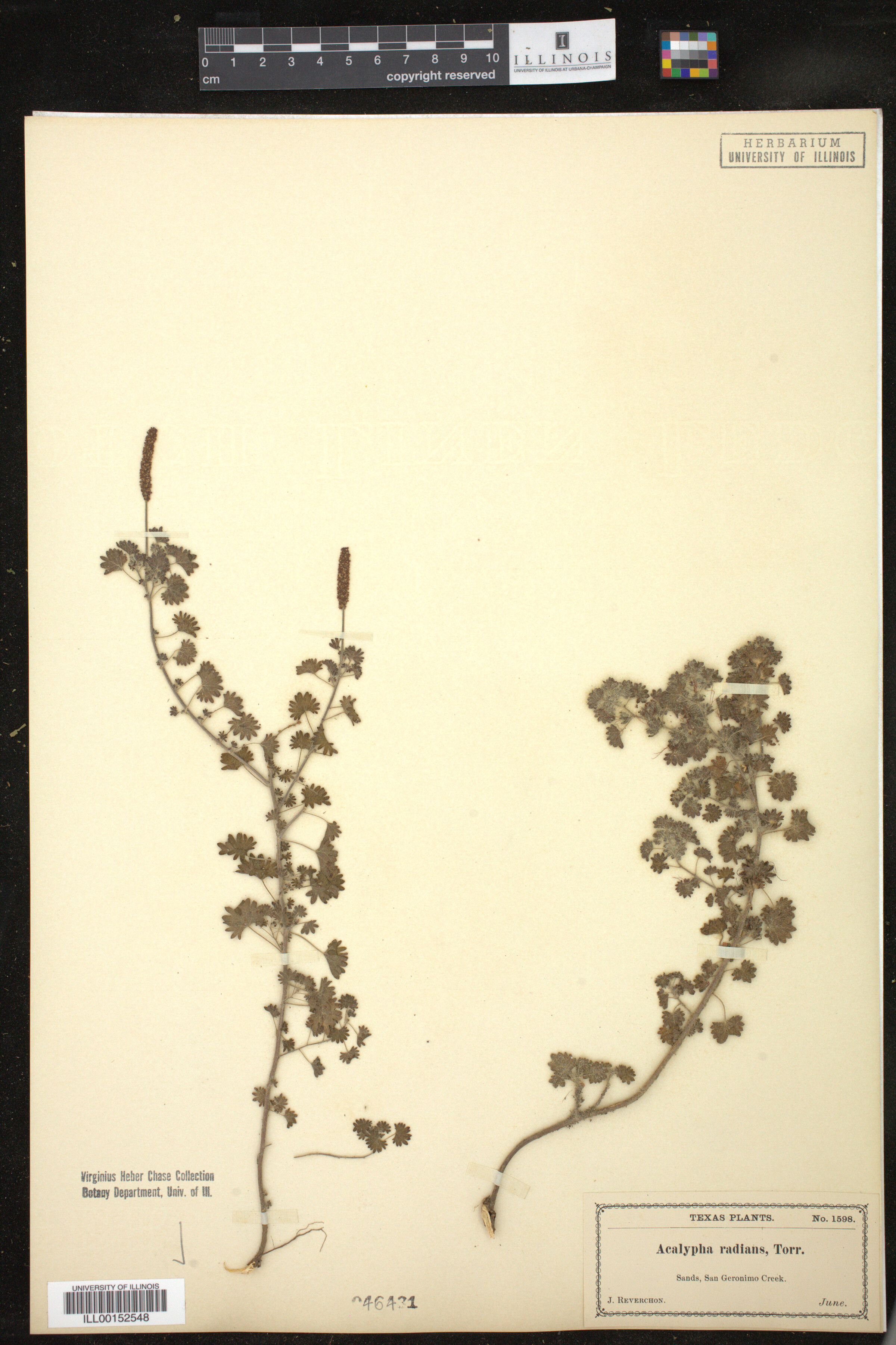 Acalypha radians image