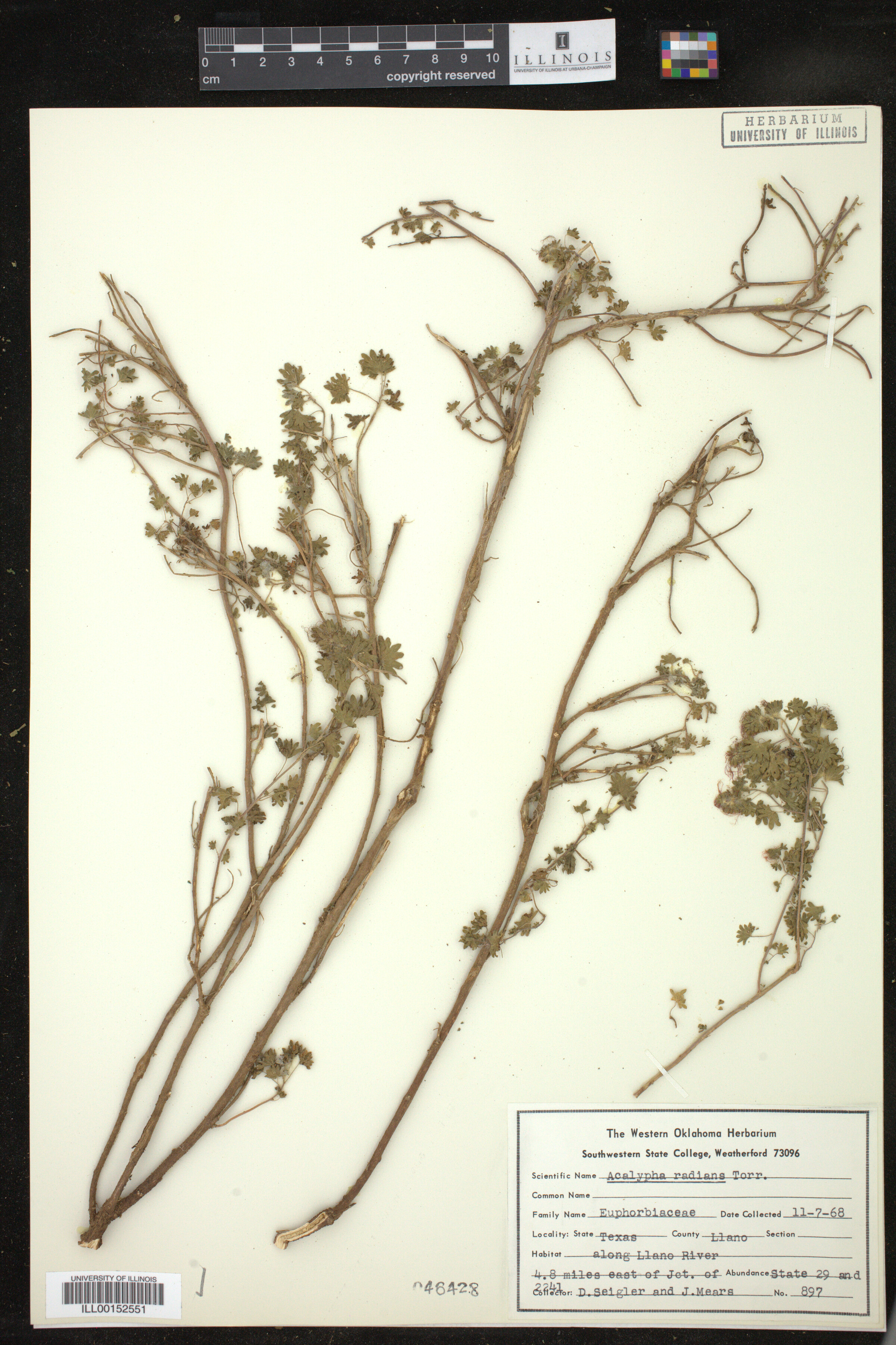 Acalypha radians image