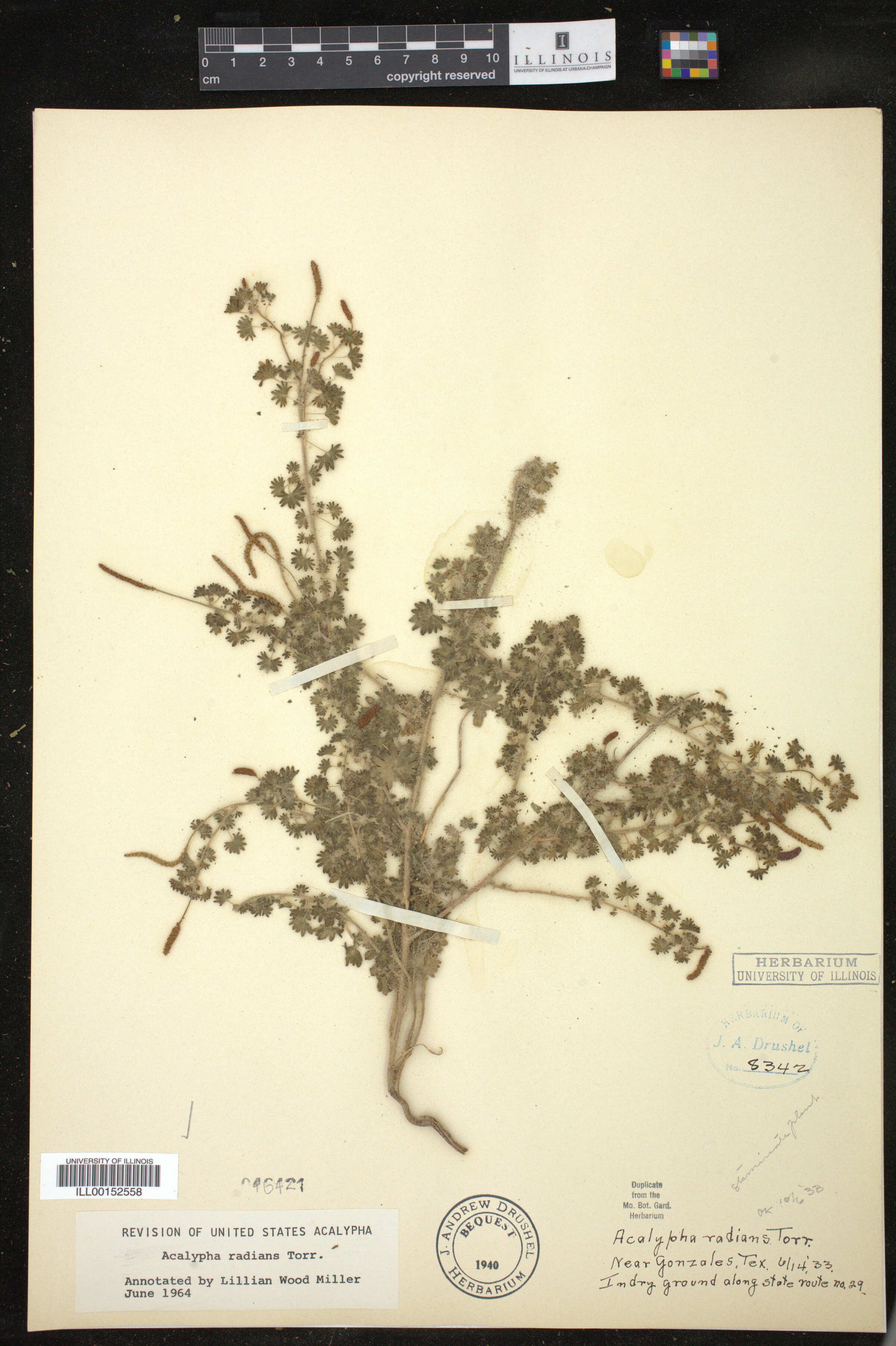 Acalypha radians image