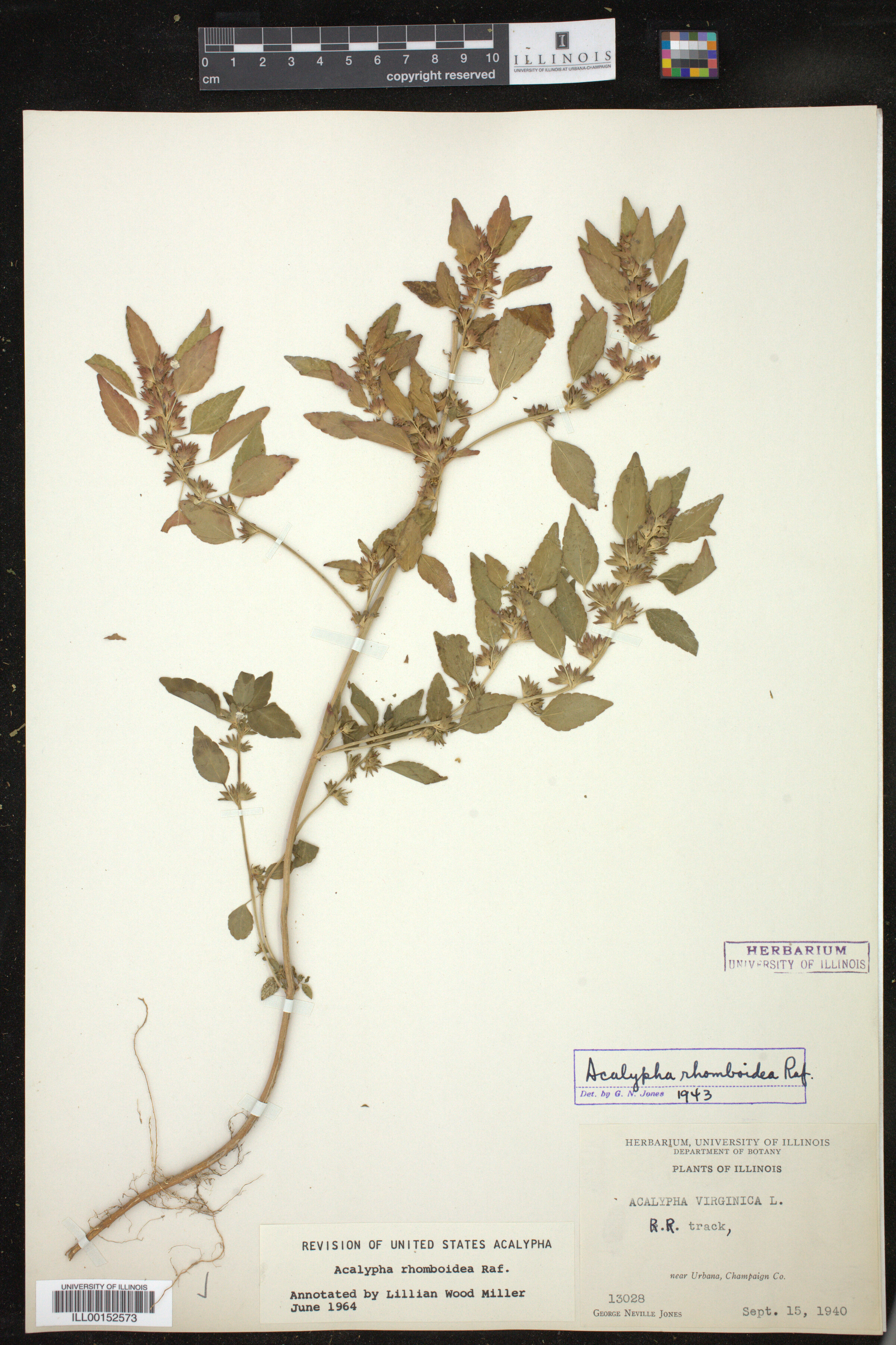 Acalypha rhomboidea image