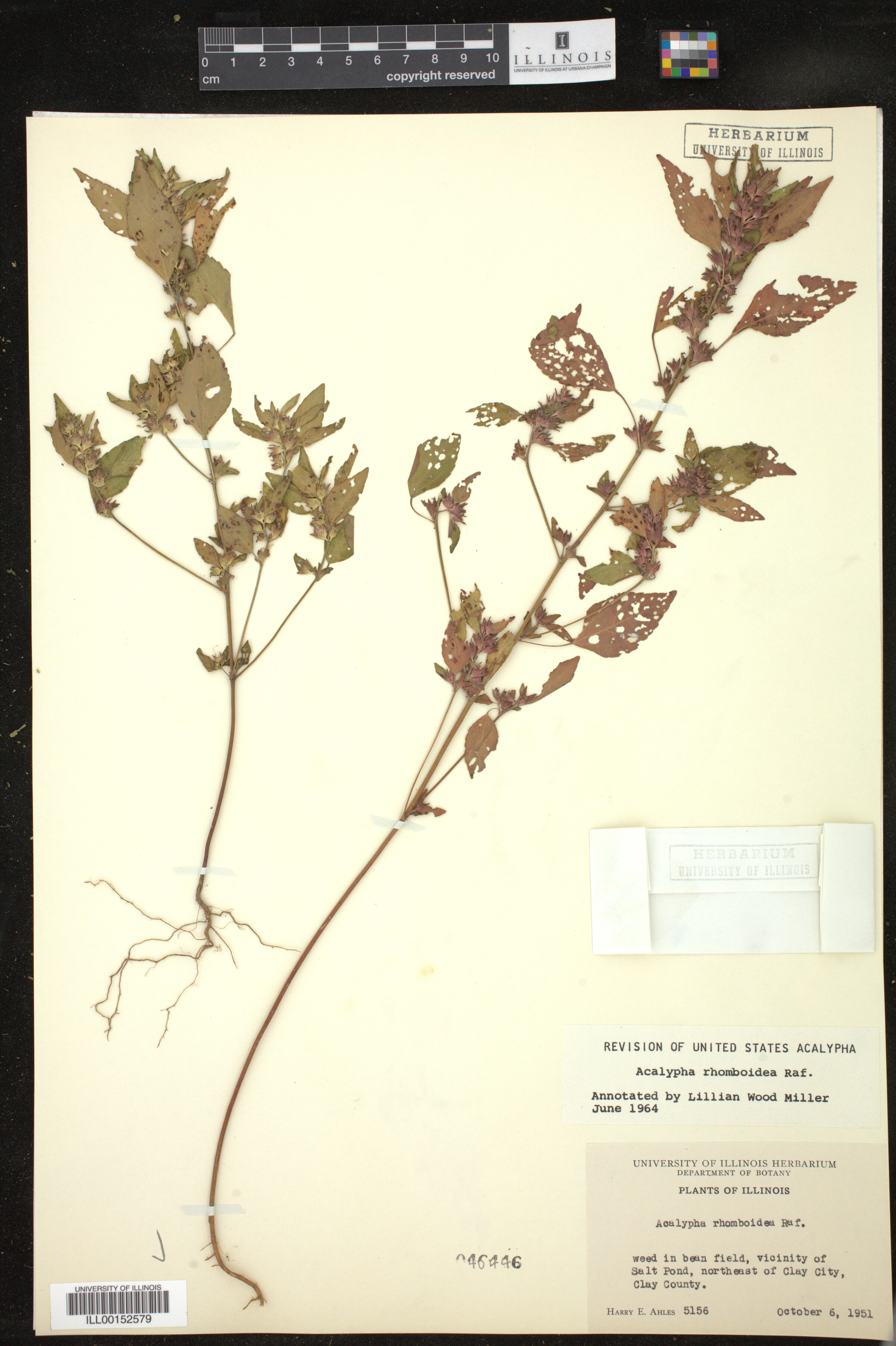 Acalypha rhomboidea image