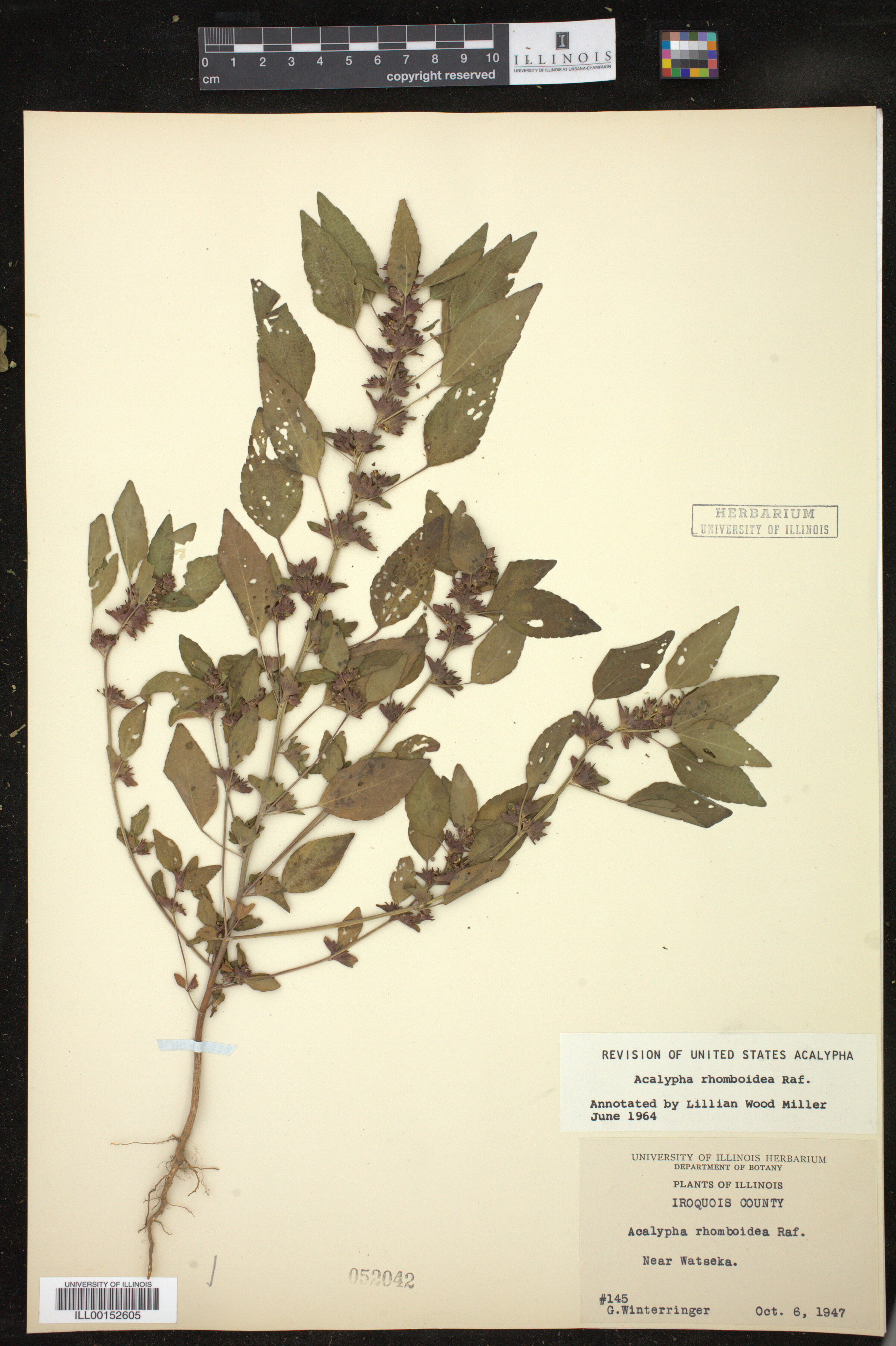 Acalypha rhomboidea image
