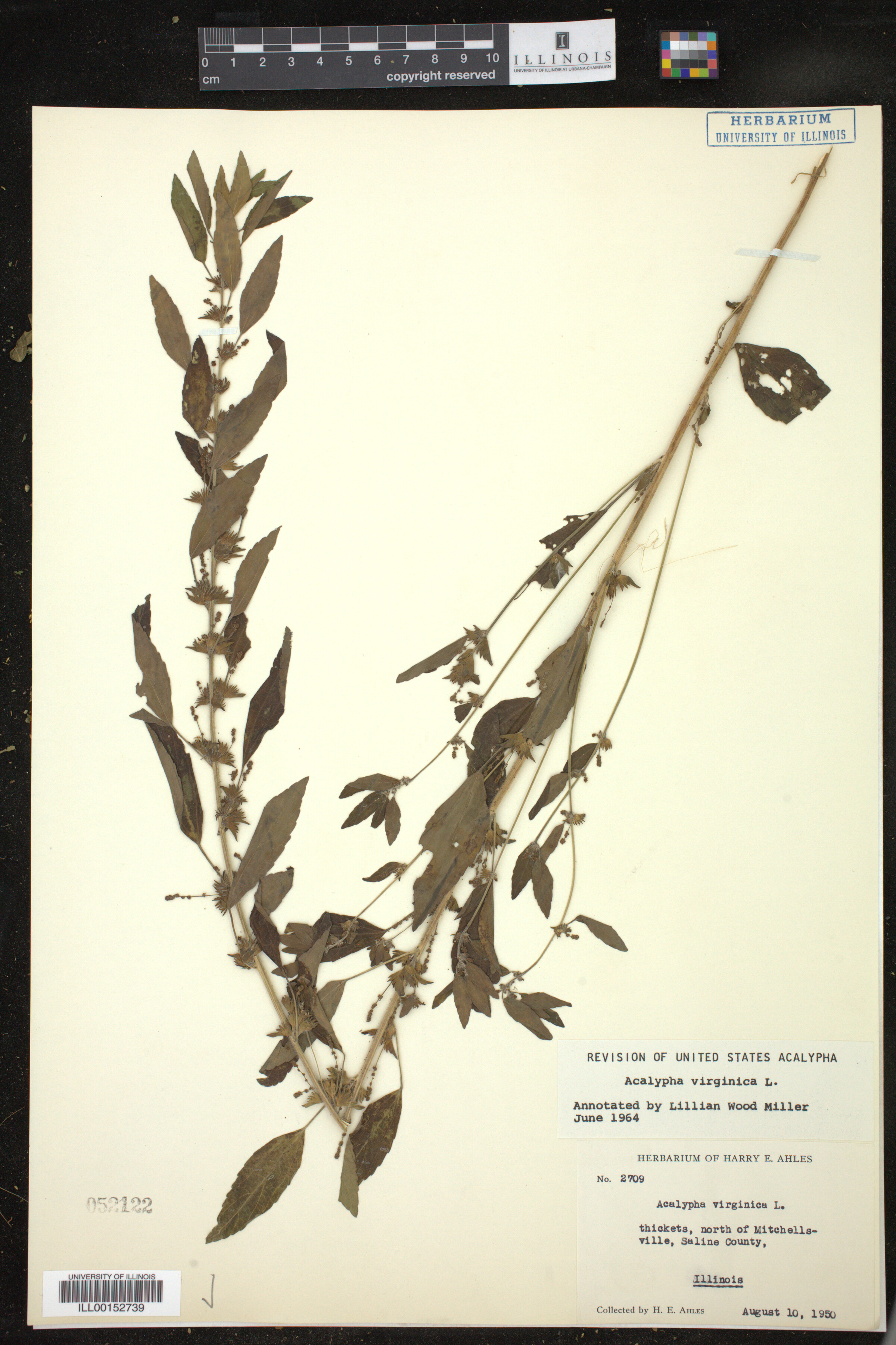 Acalypha virginica image