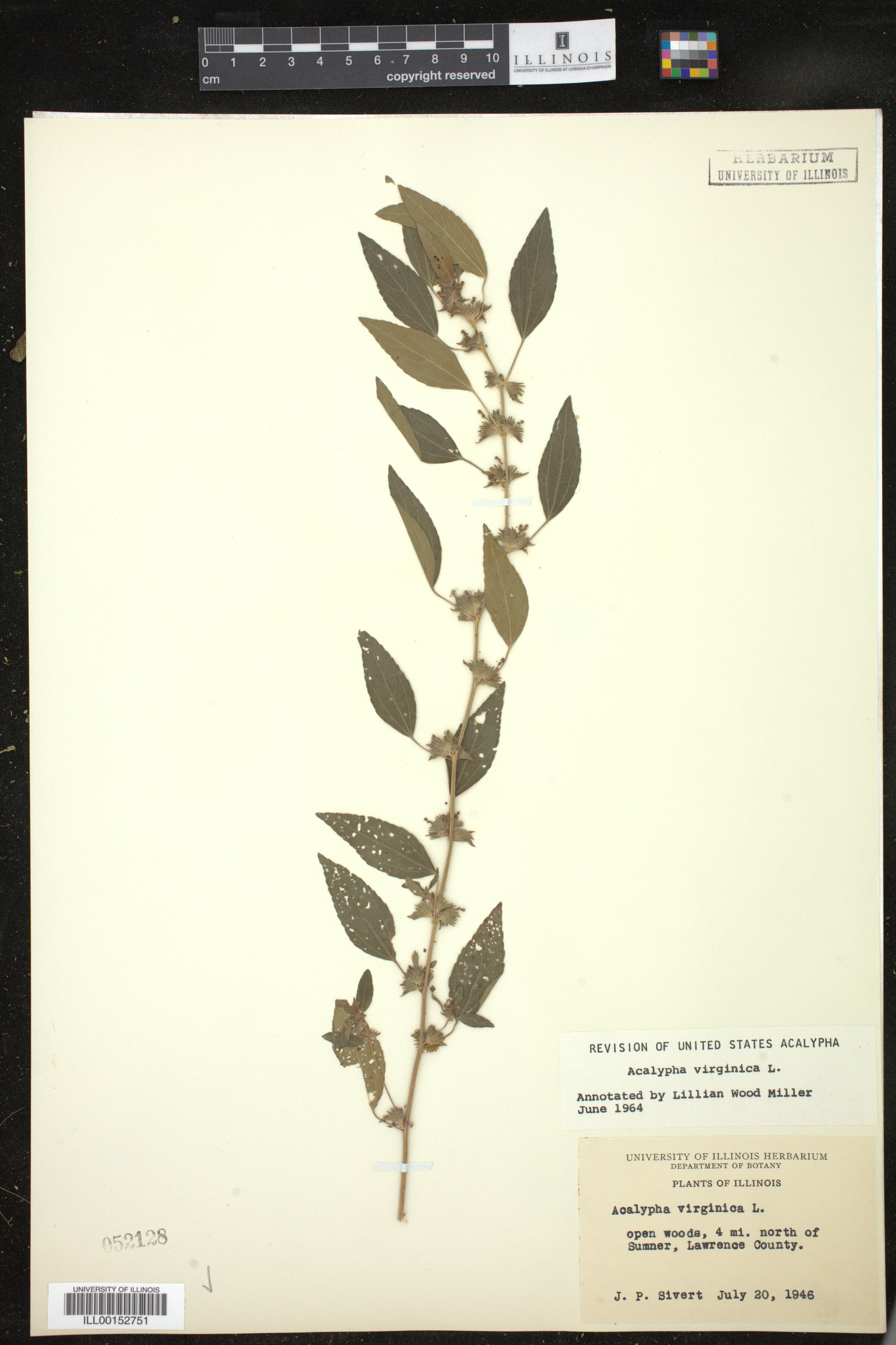 Acalypha virginica image