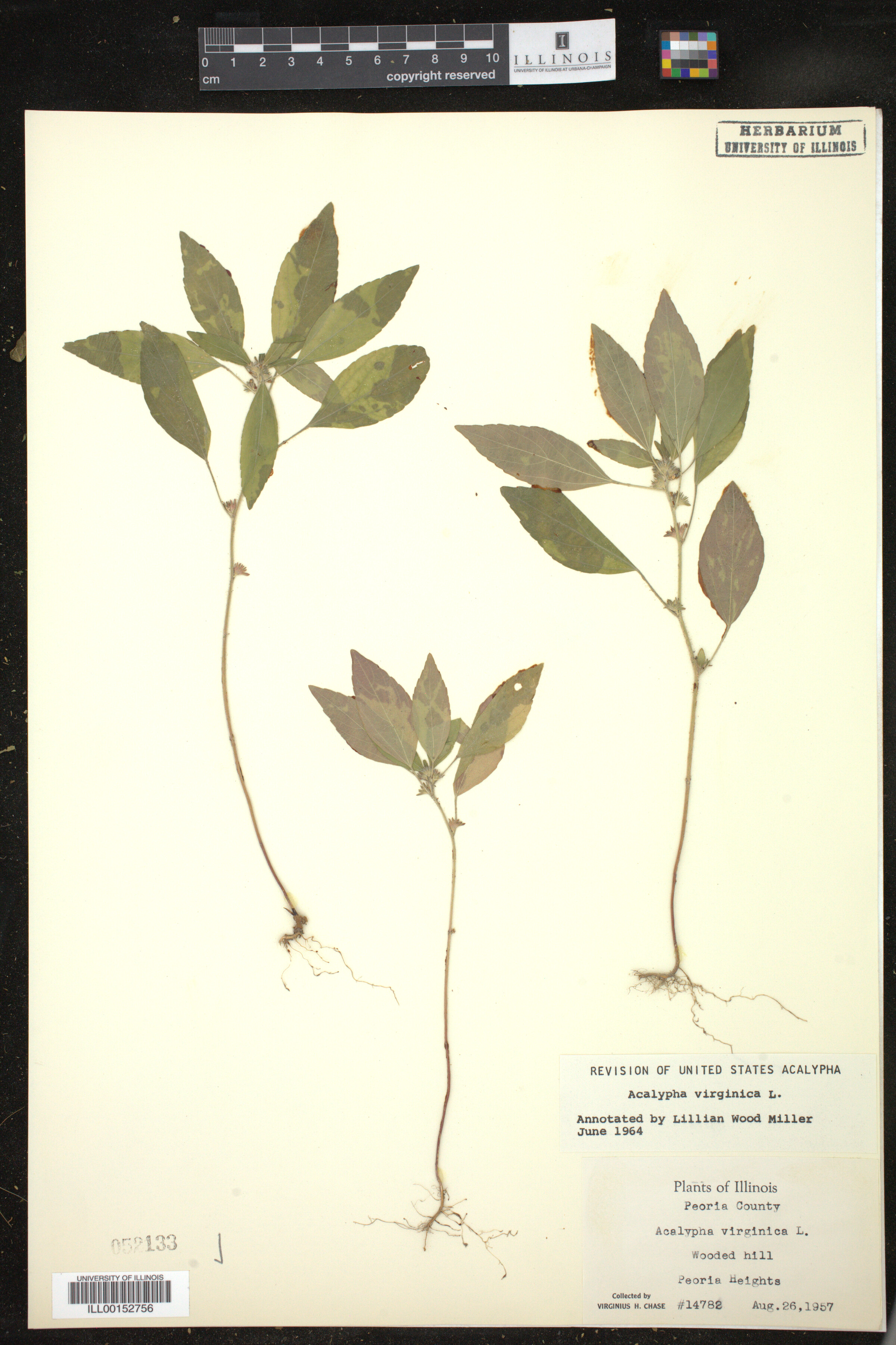 Acalypha virginica image