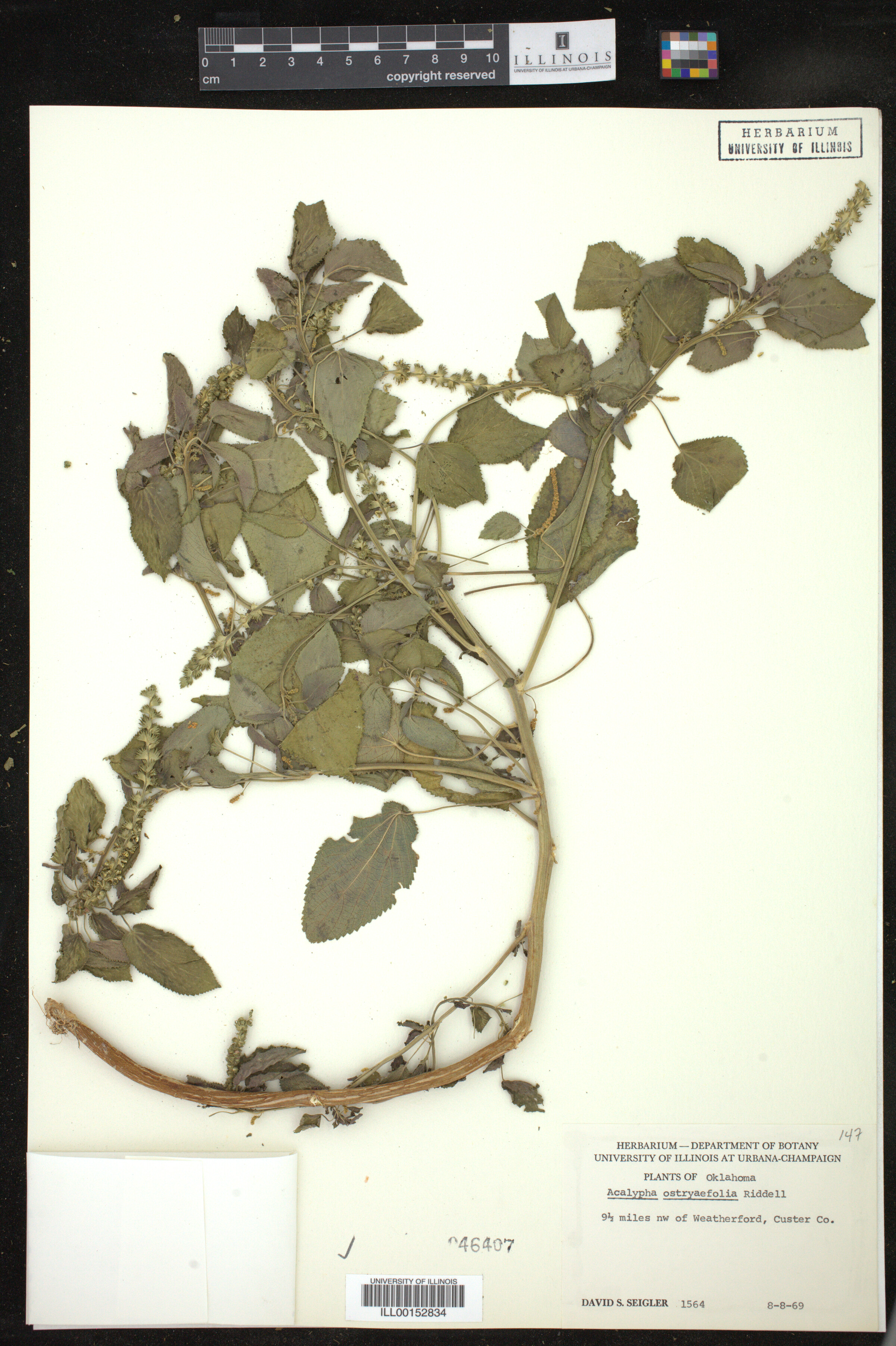 Acalypha ostryaefolia image