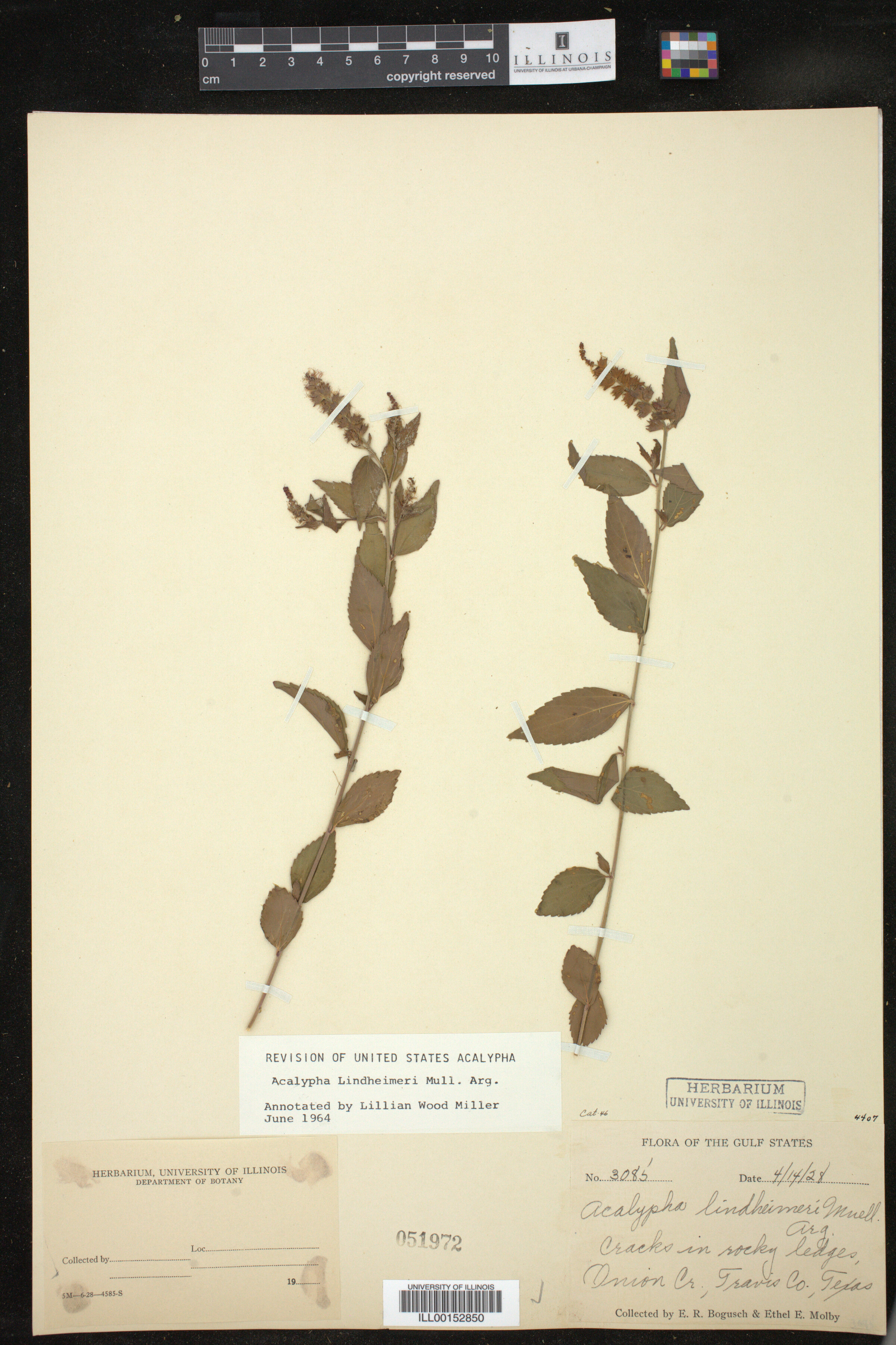 Acalypha phleoides image