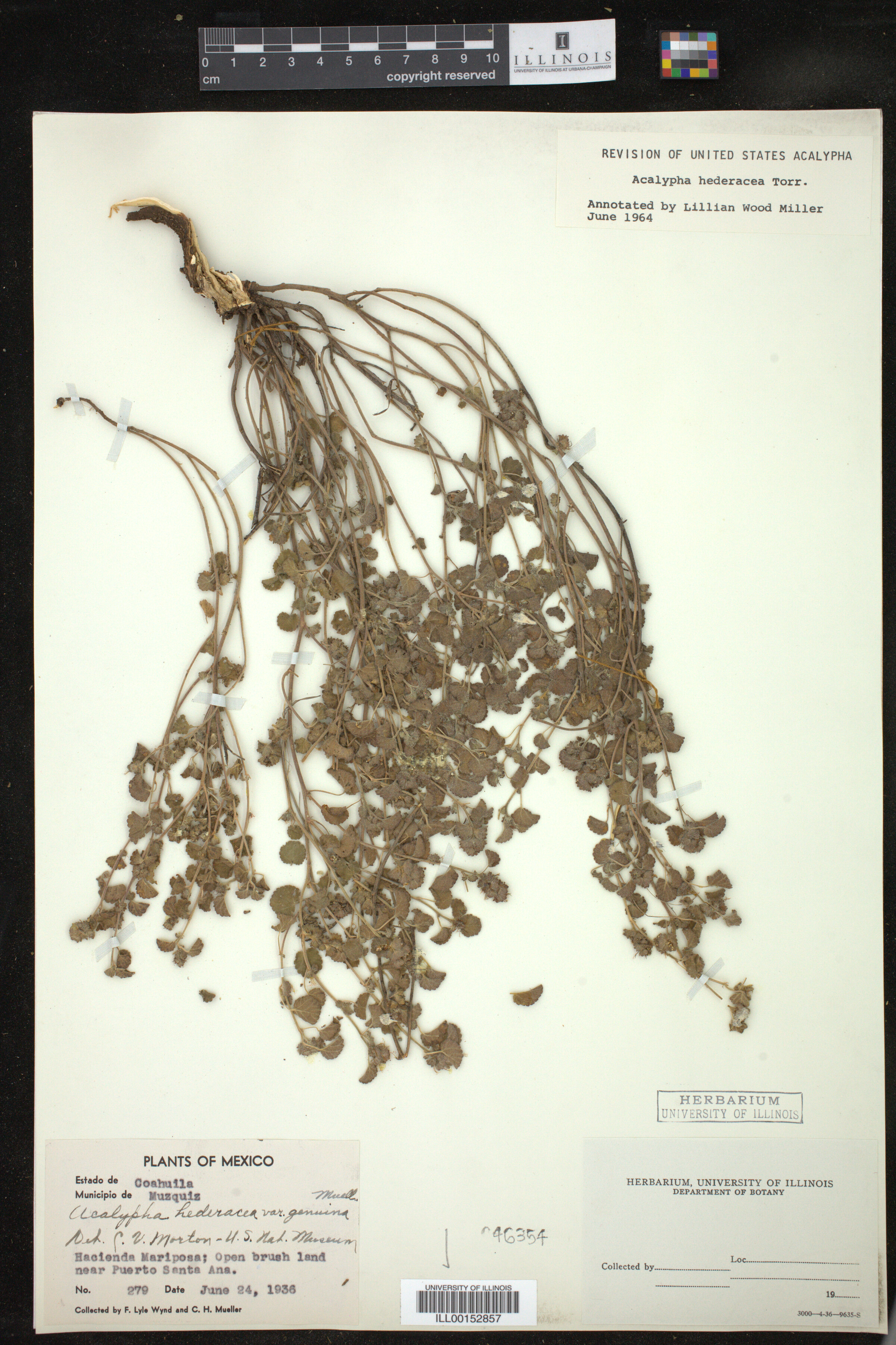 Acalypha monostachya image