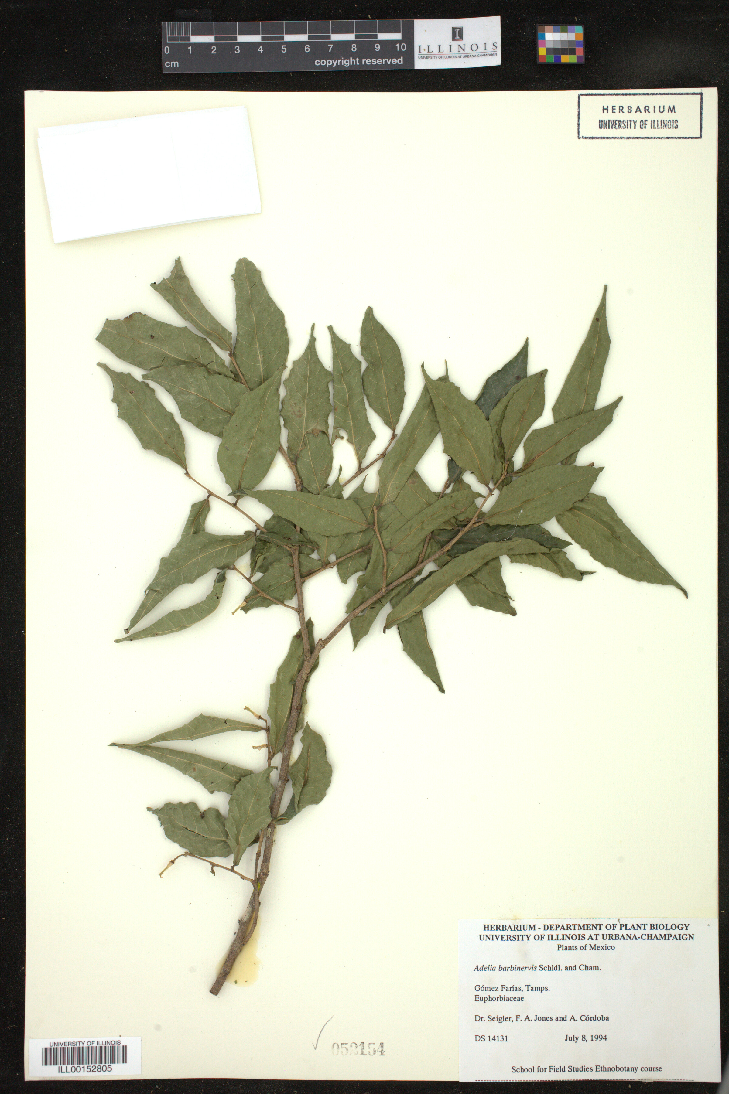 Adelia barbinervis image