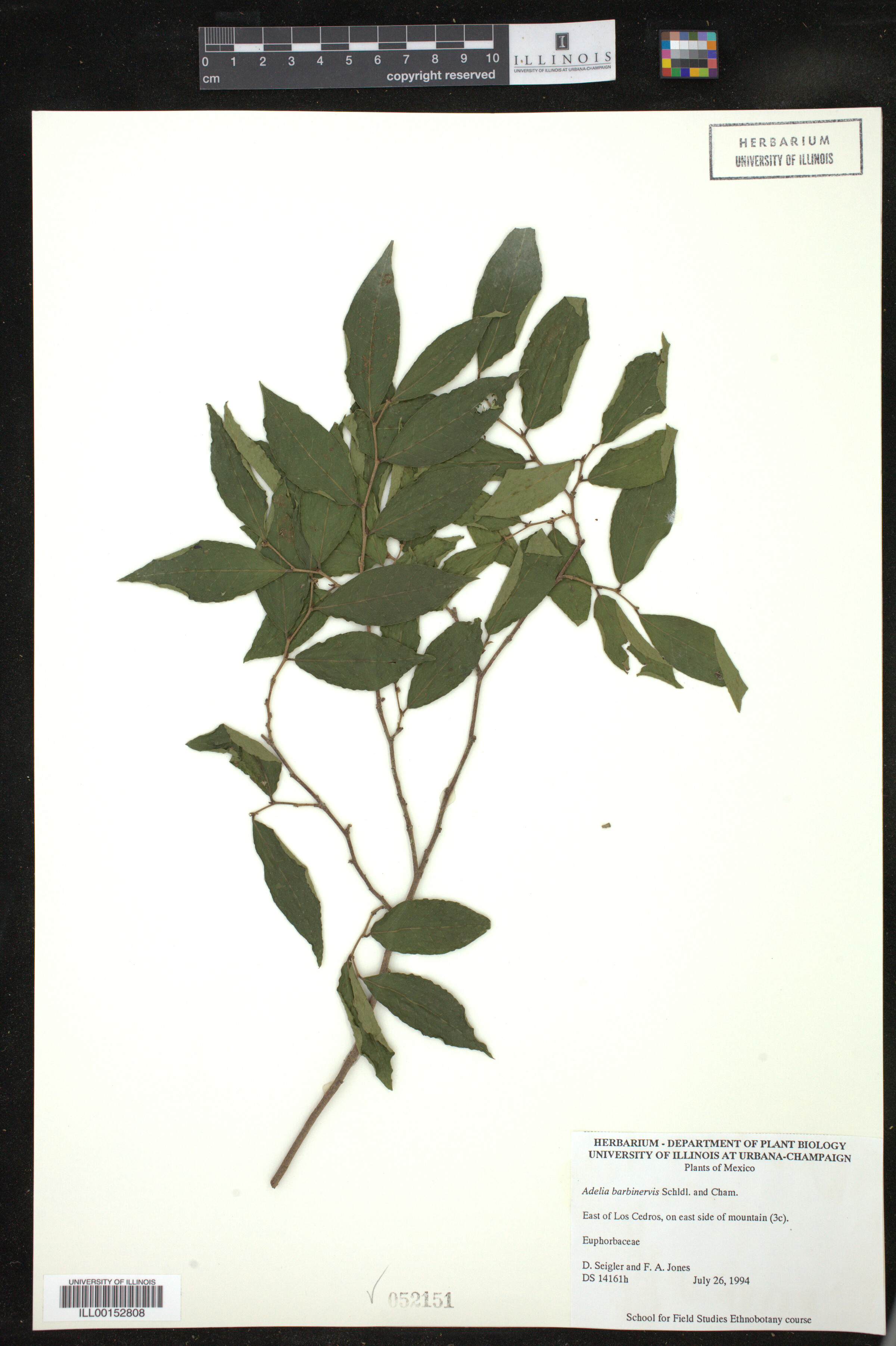 Adelia barbinervis image