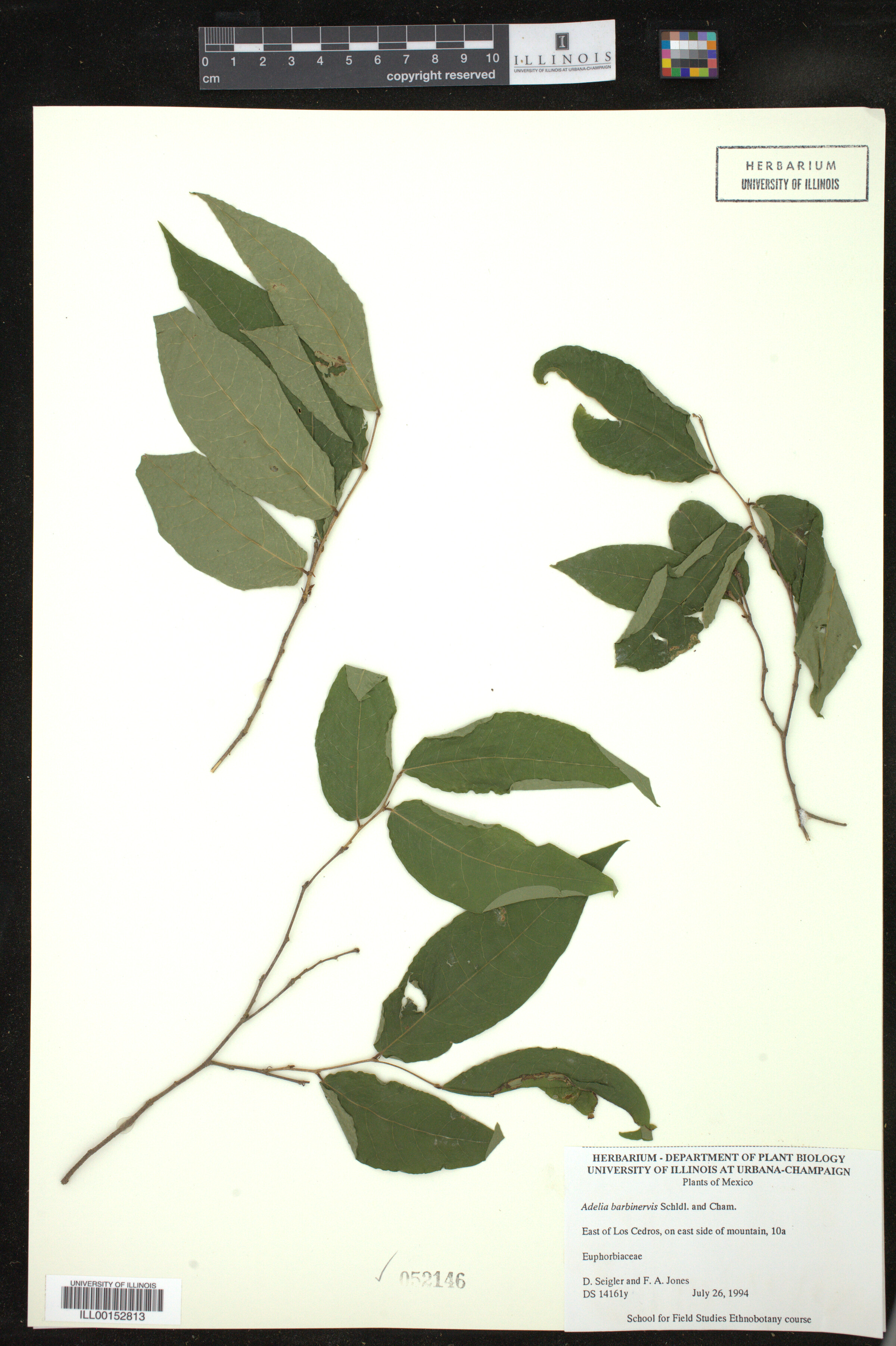 Adelia barbinervis image