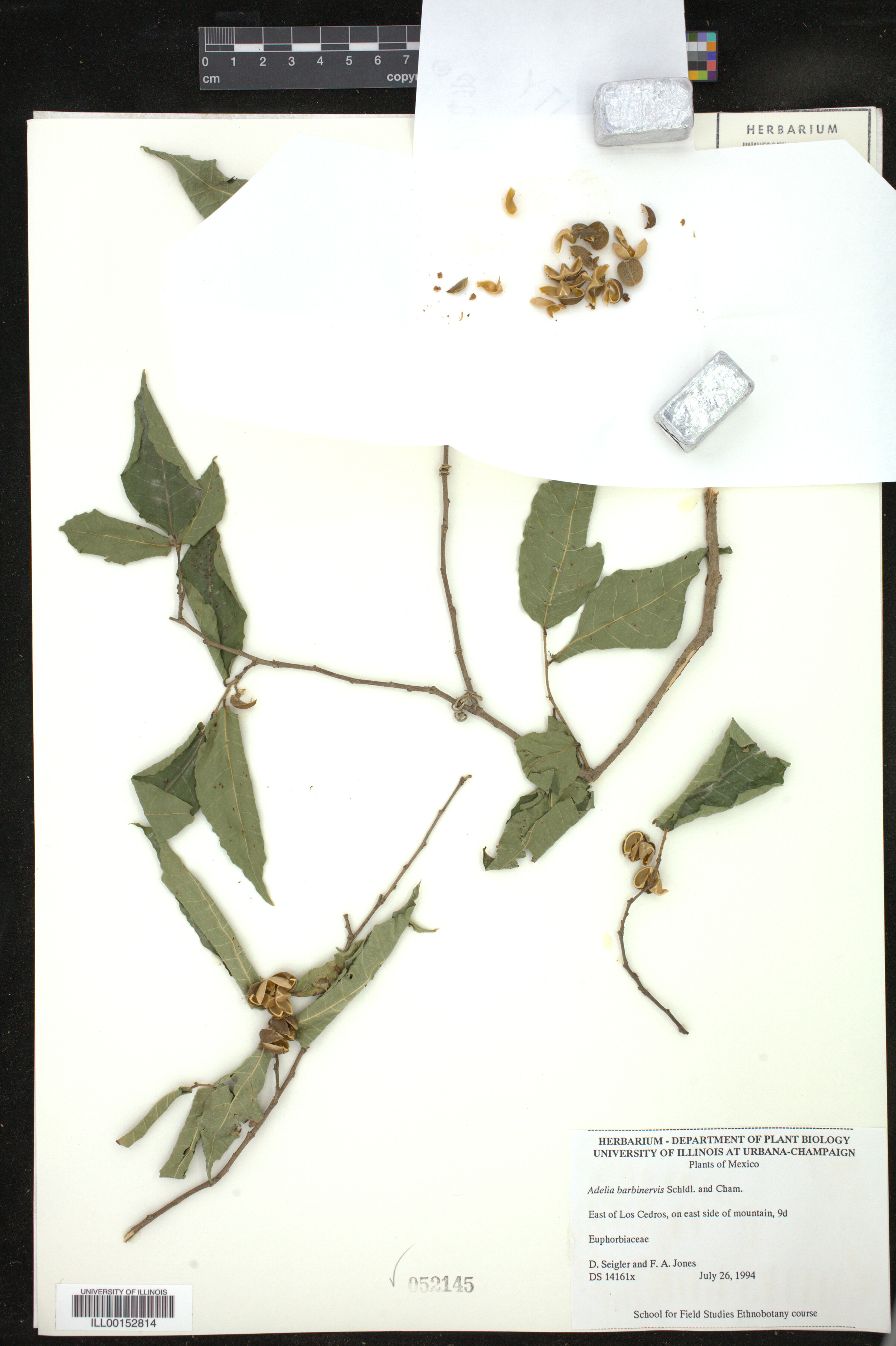 Adelia barbinervis image