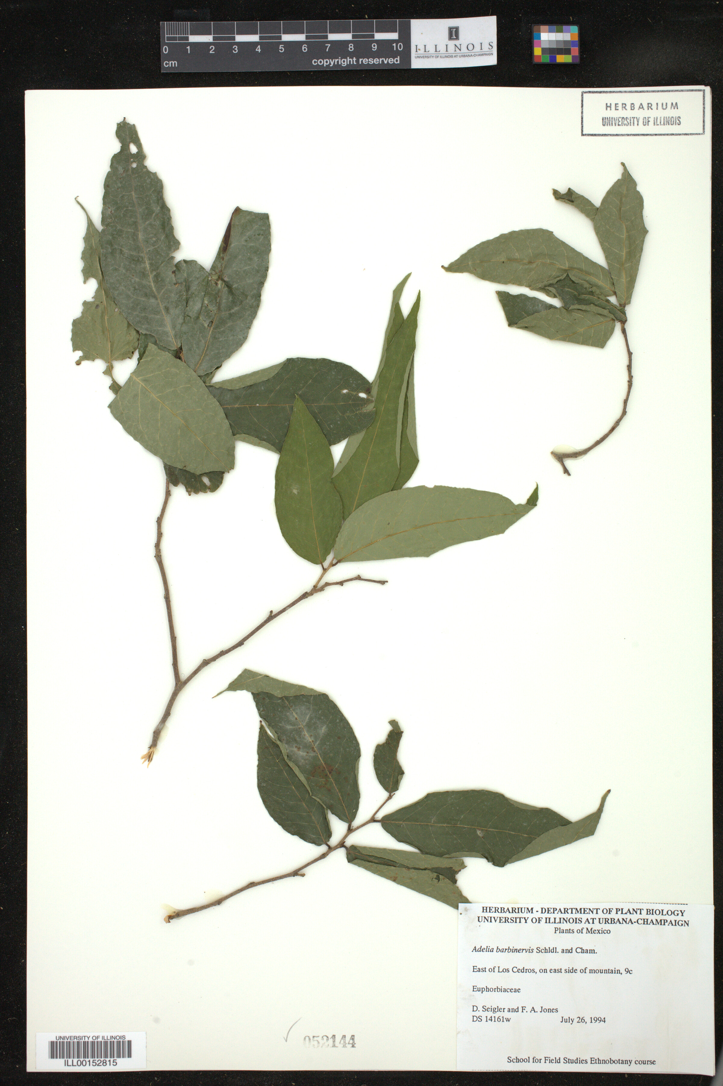 Adelia barbinervis image