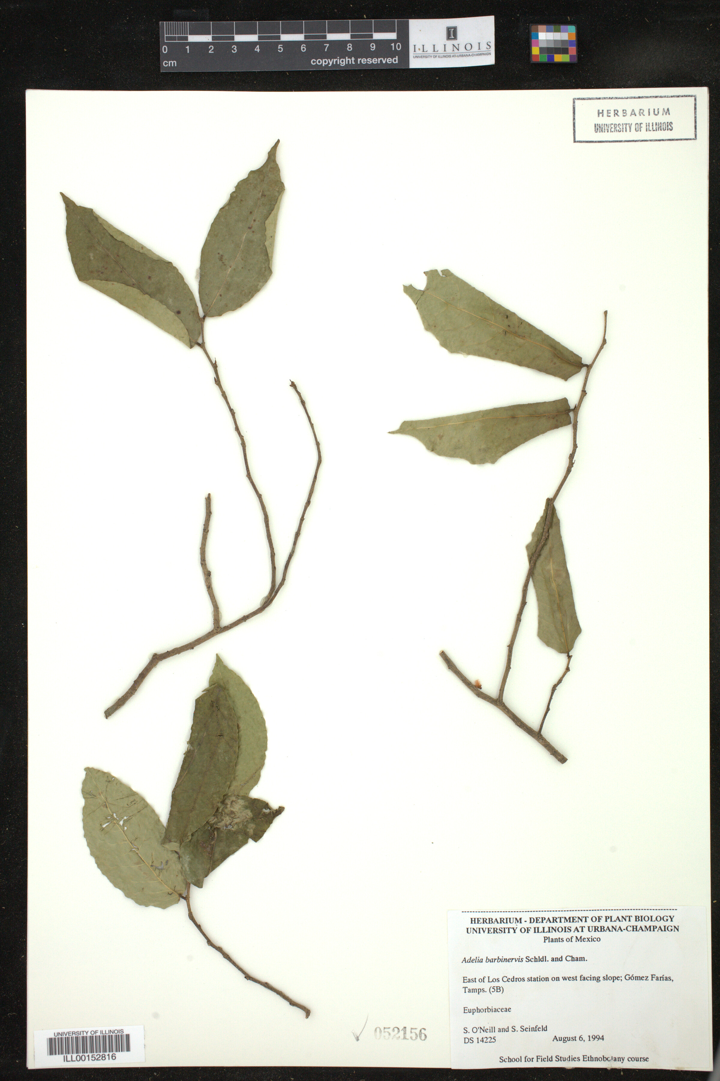 Adelia barbinervis image