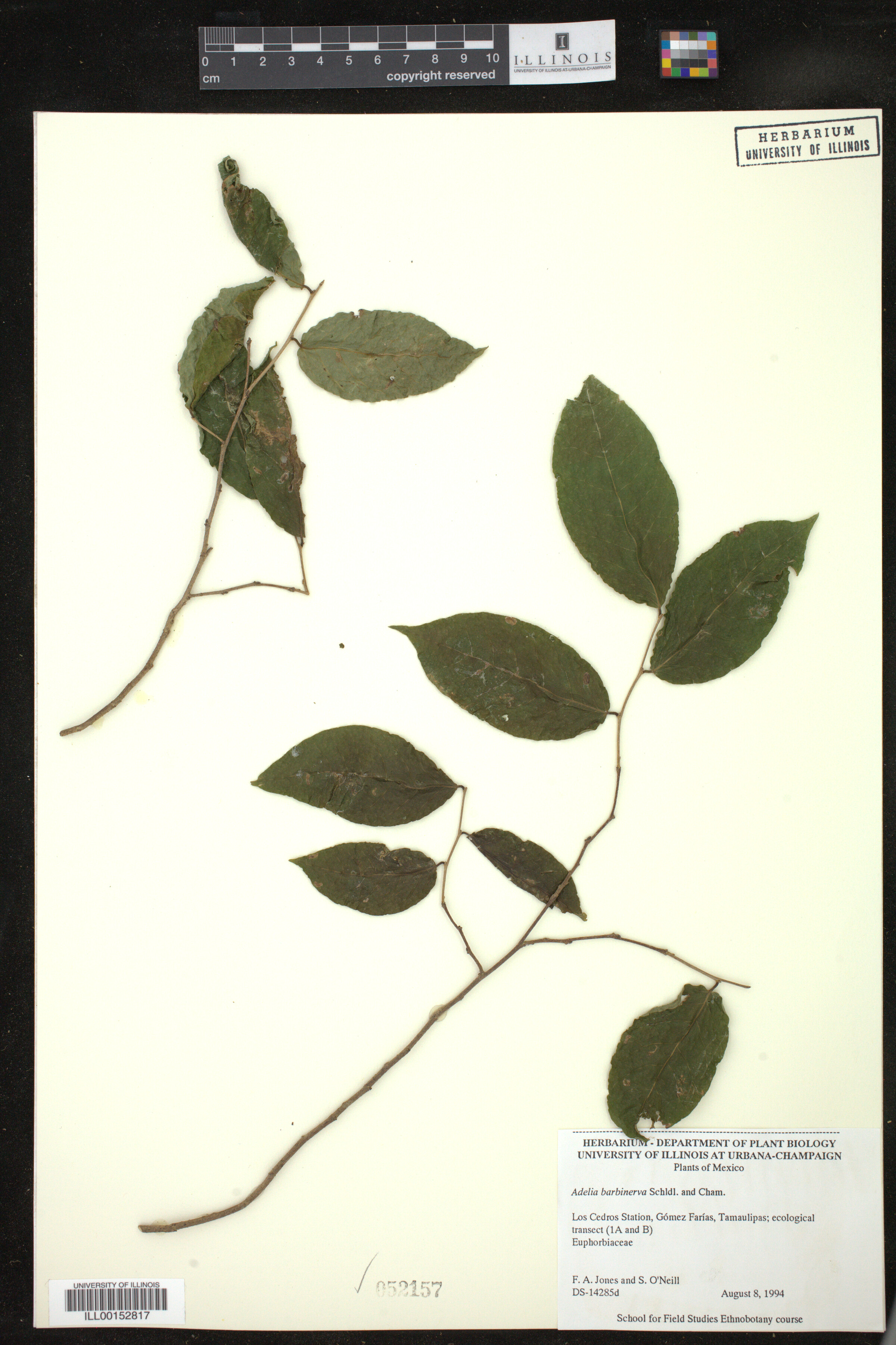 Adelia barbinervis image