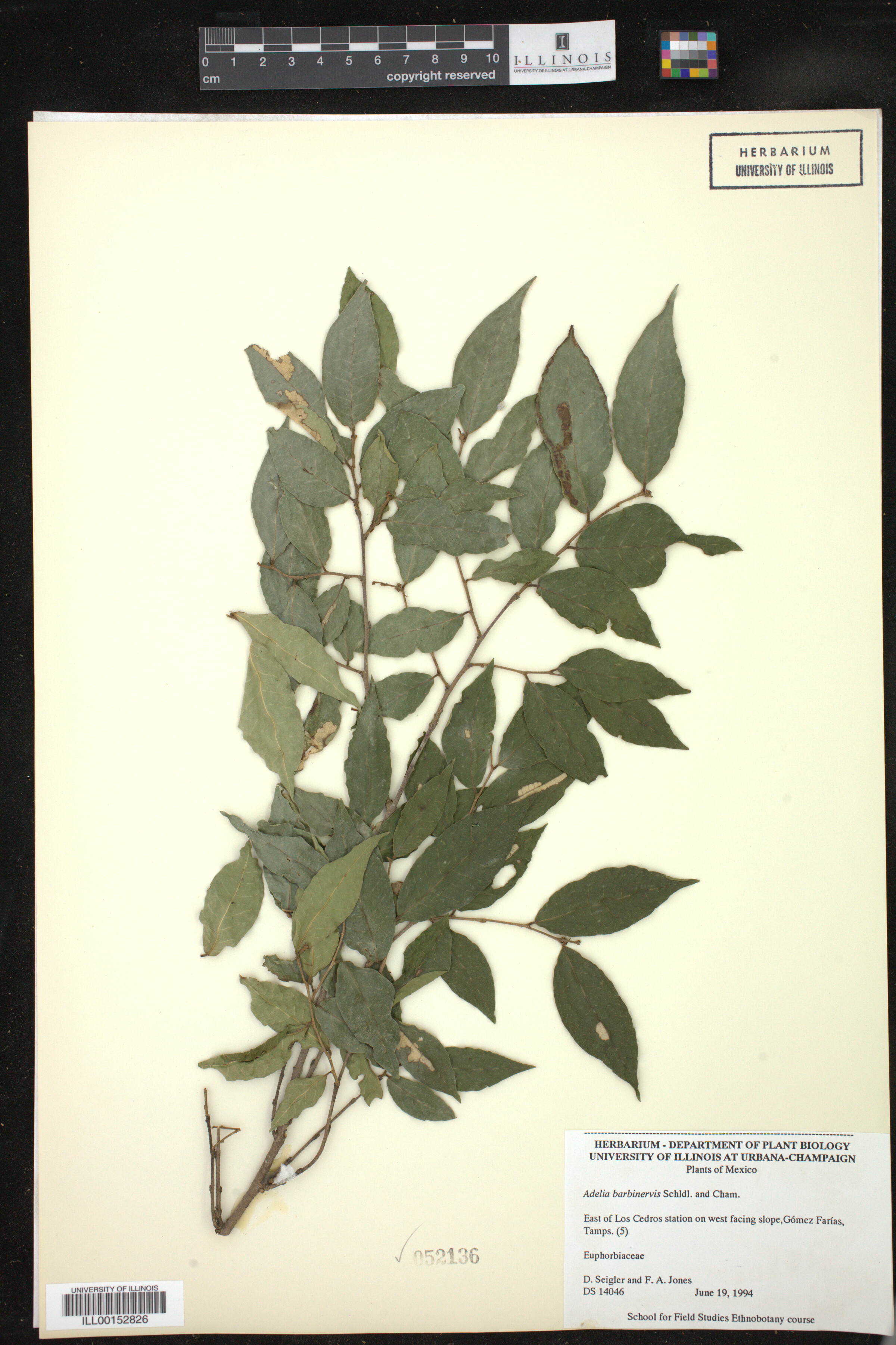 Adelia barbinervis image