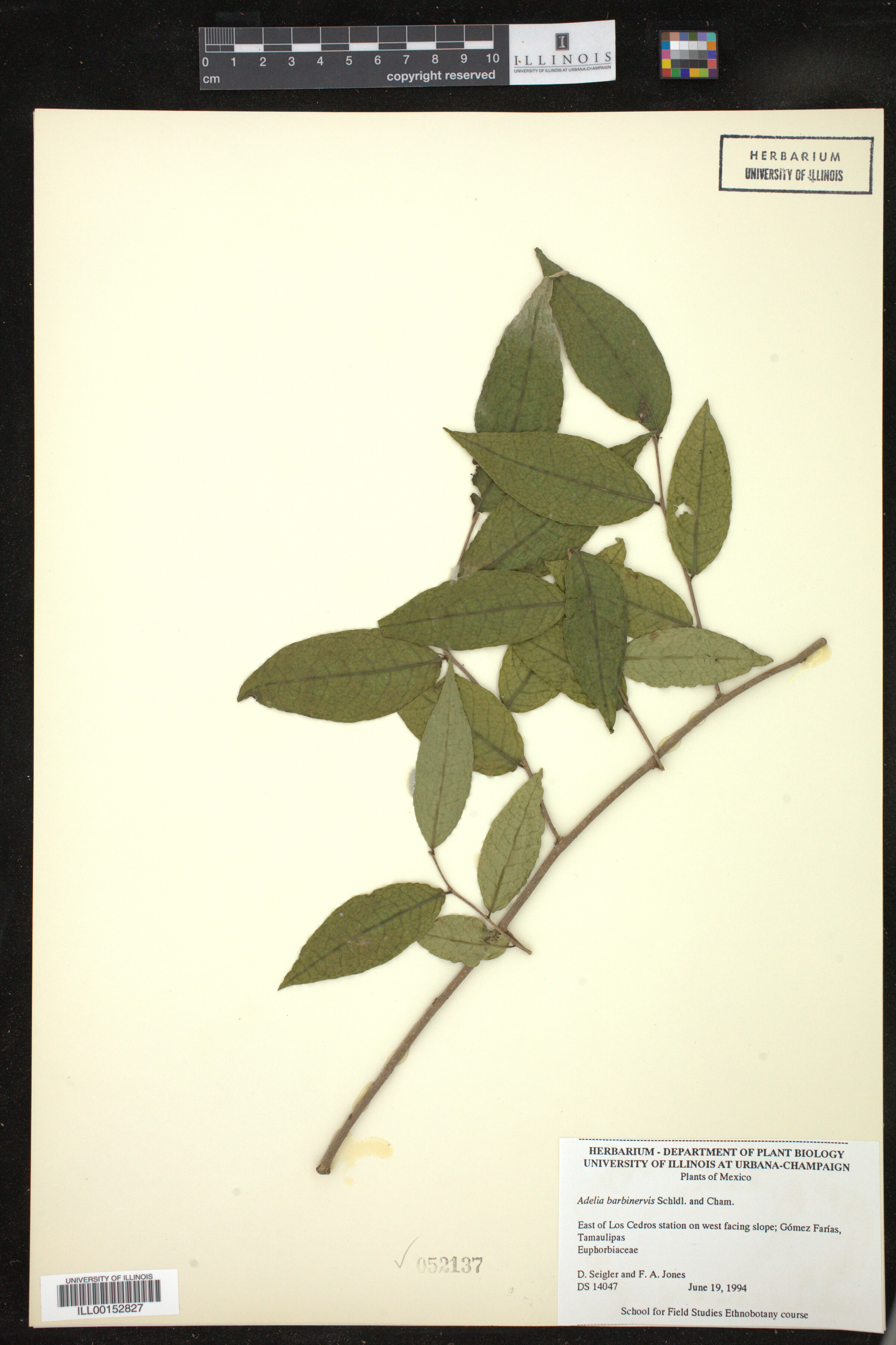 Adelia barbinervis image