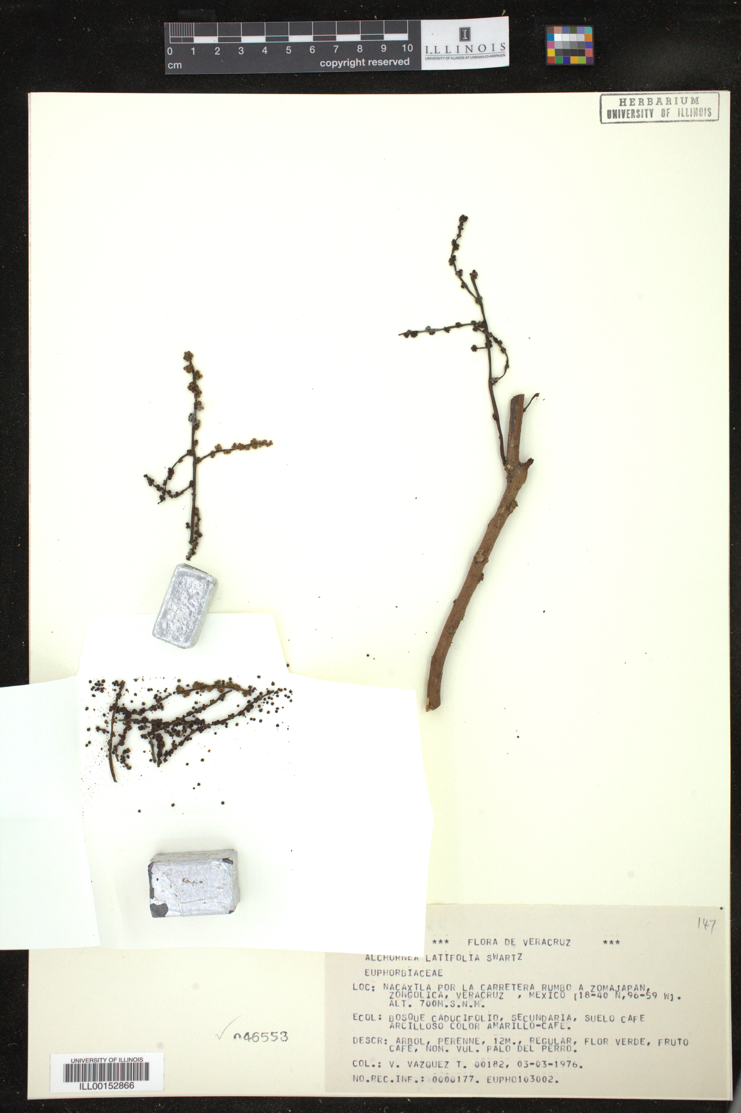 Alchornea latifolia image