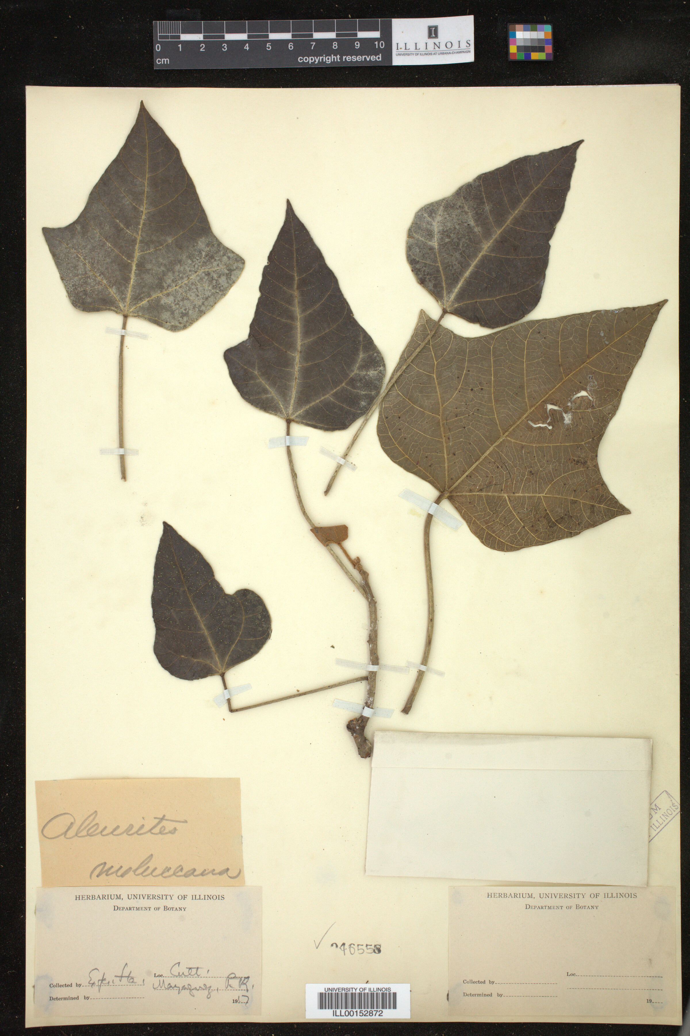 Aleurites moluccanus image