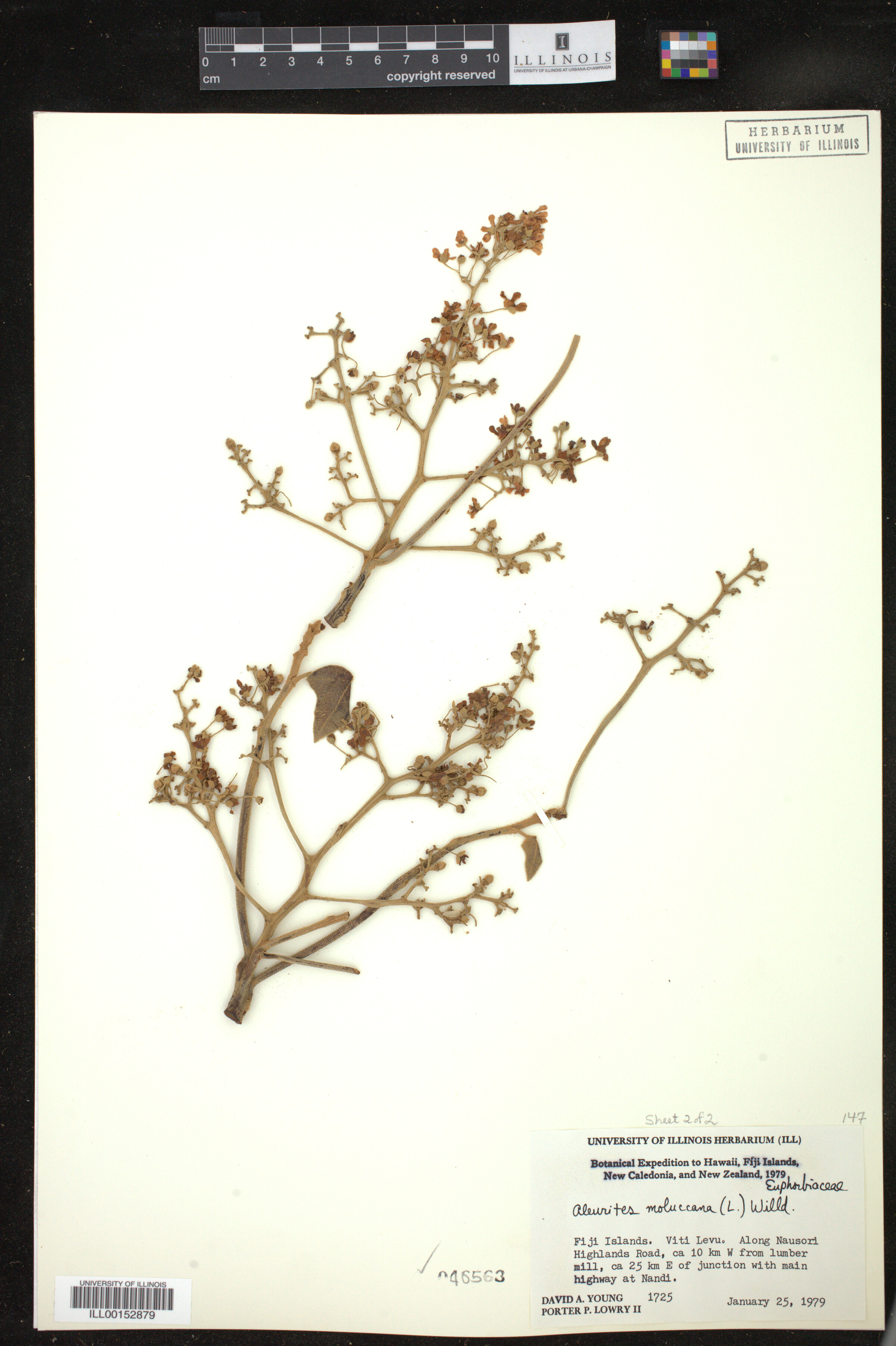 Aleurites moluccanus image