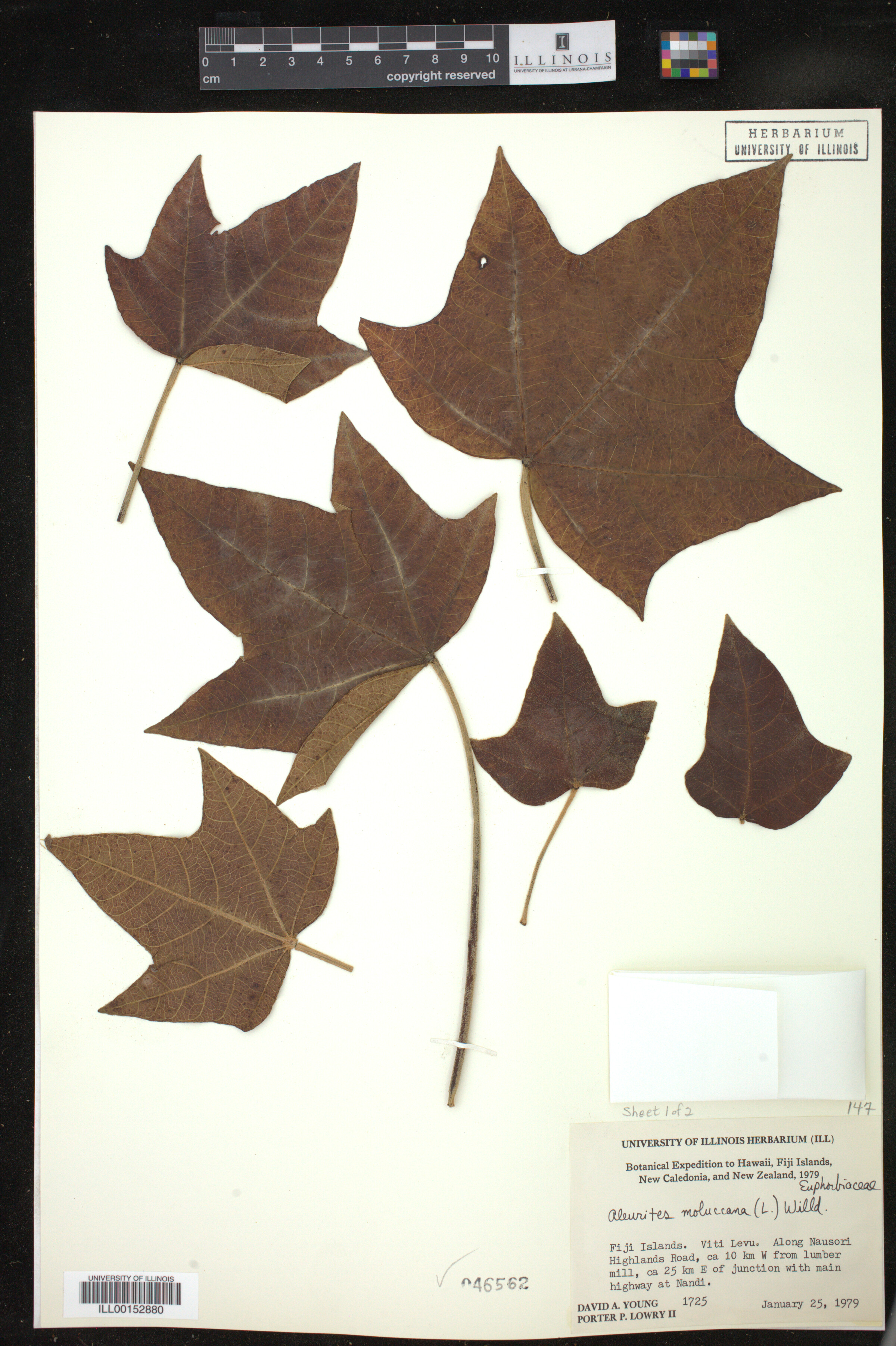 Aleurites moluccanus image