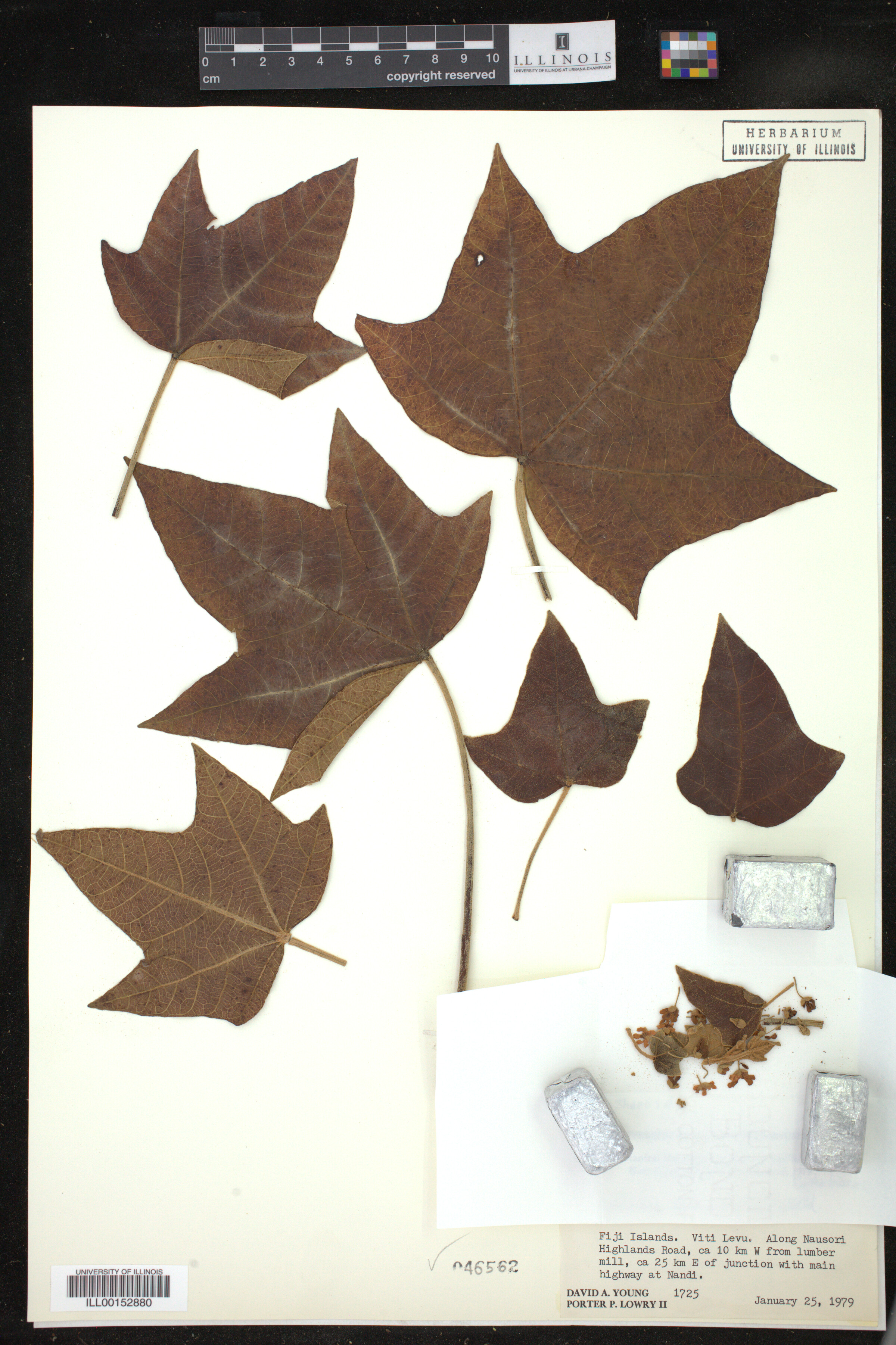 Aleurites moluccanus image