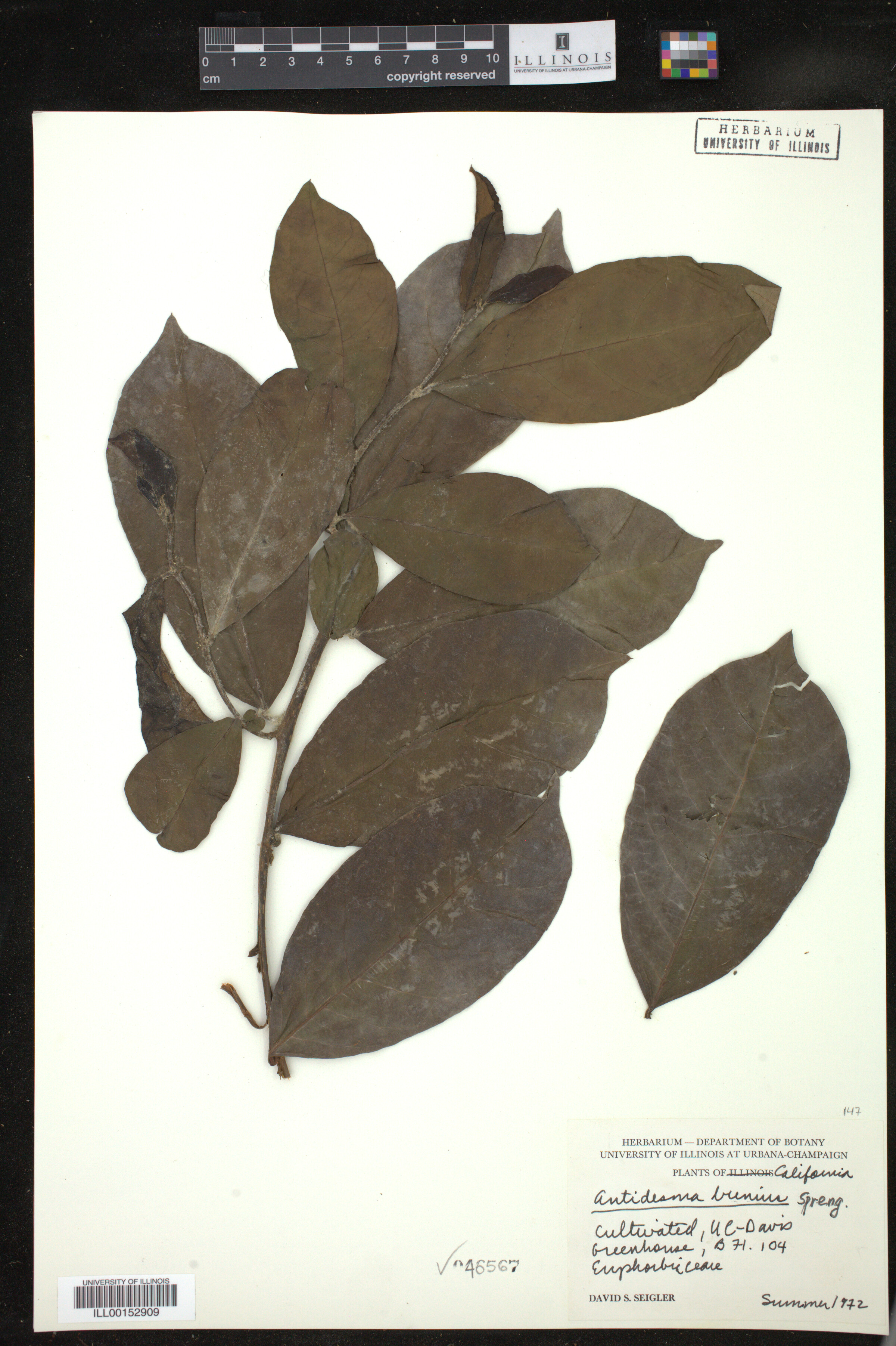 Antidesma bunius image