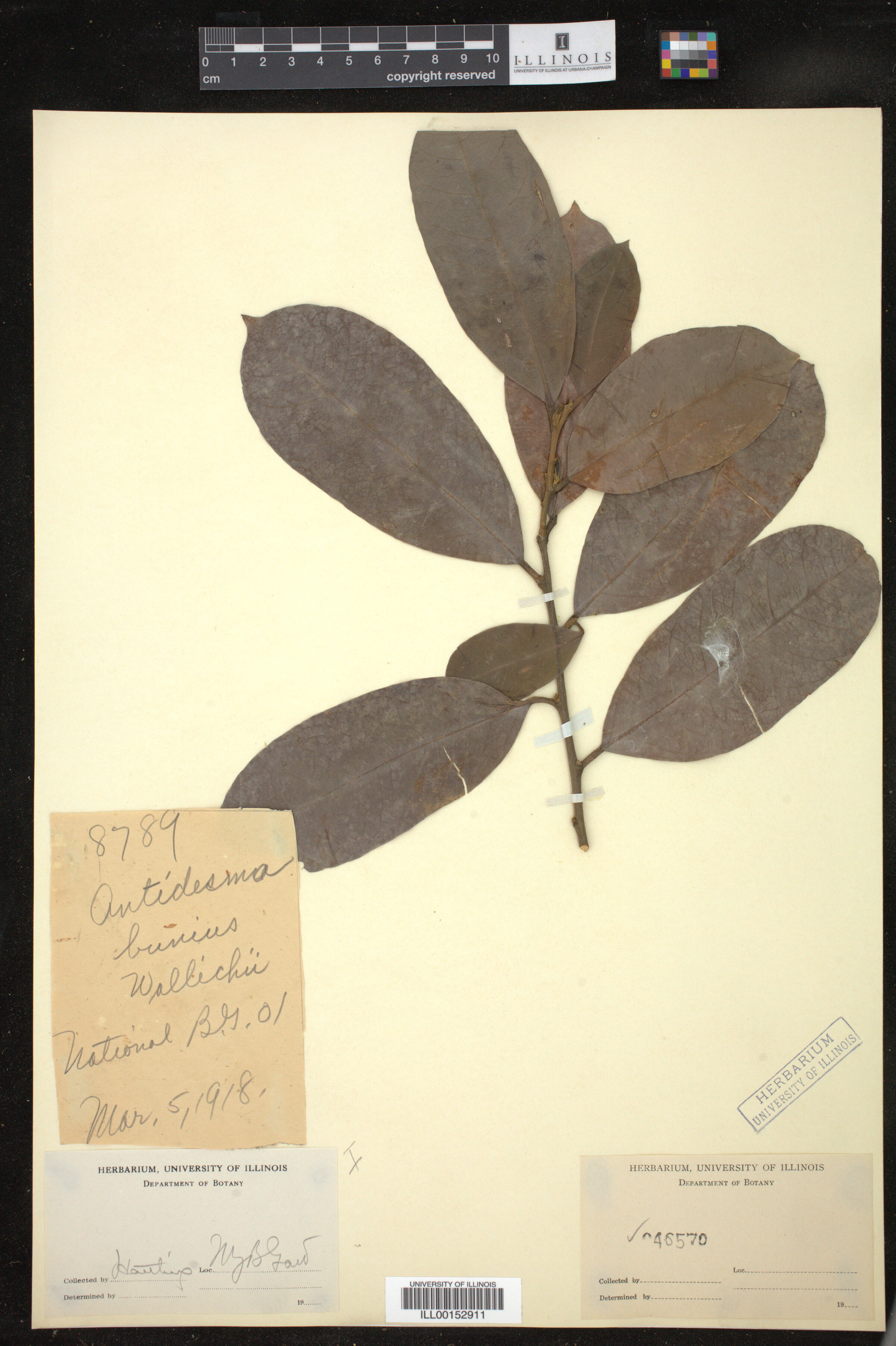 Antidesma bunius image