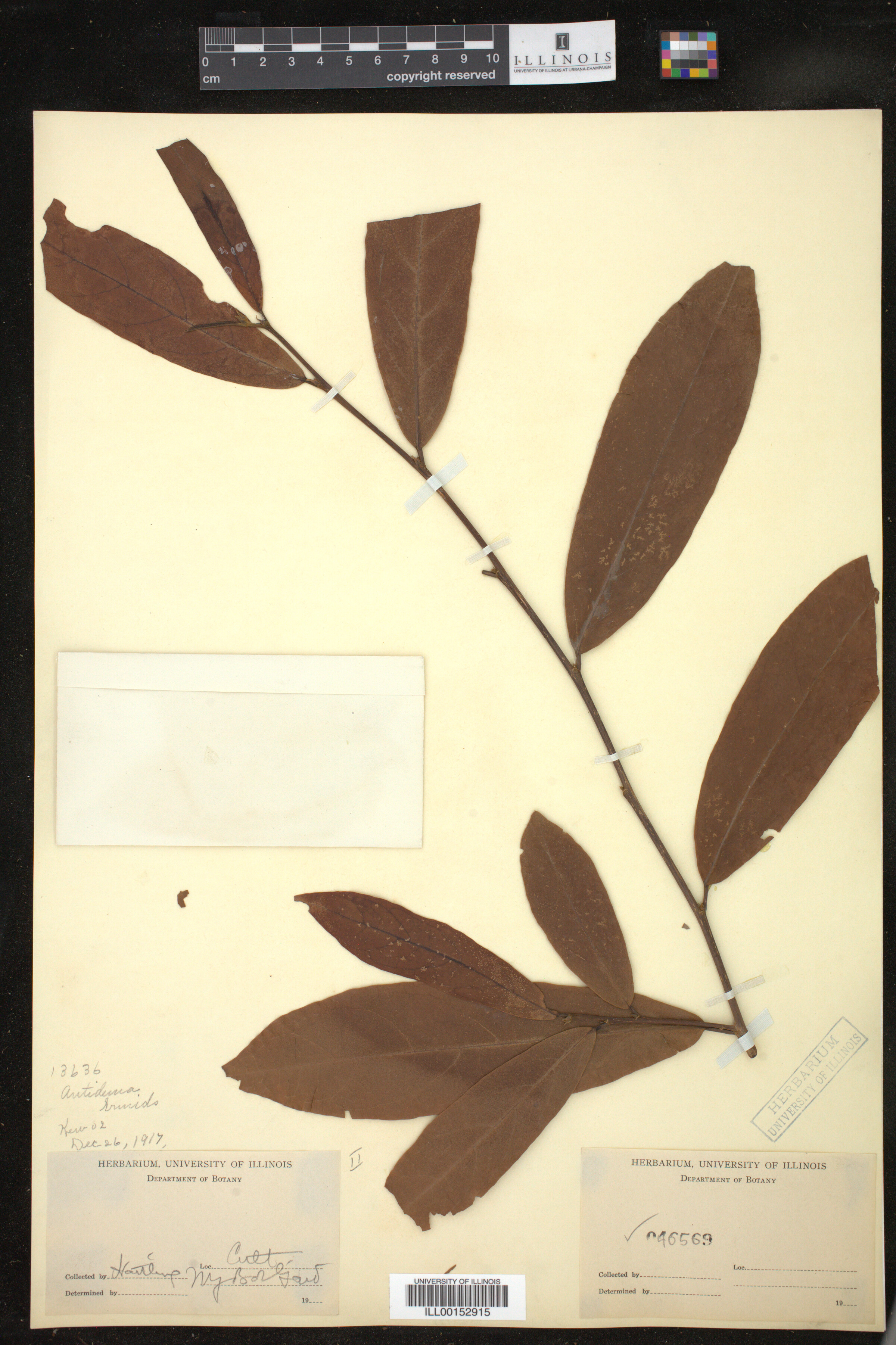Antidesma bunius image
