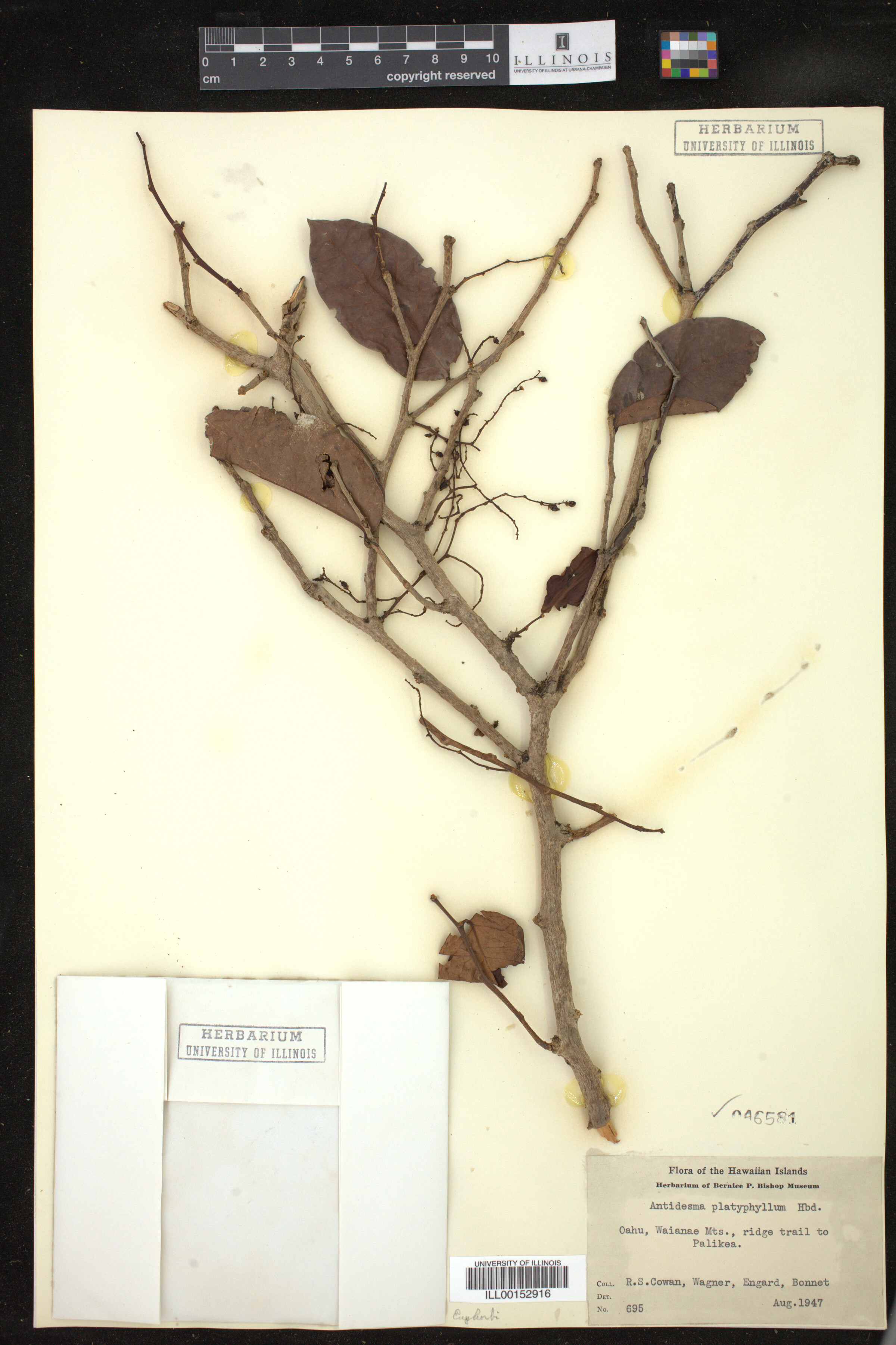 Antidesma platyphyllum image