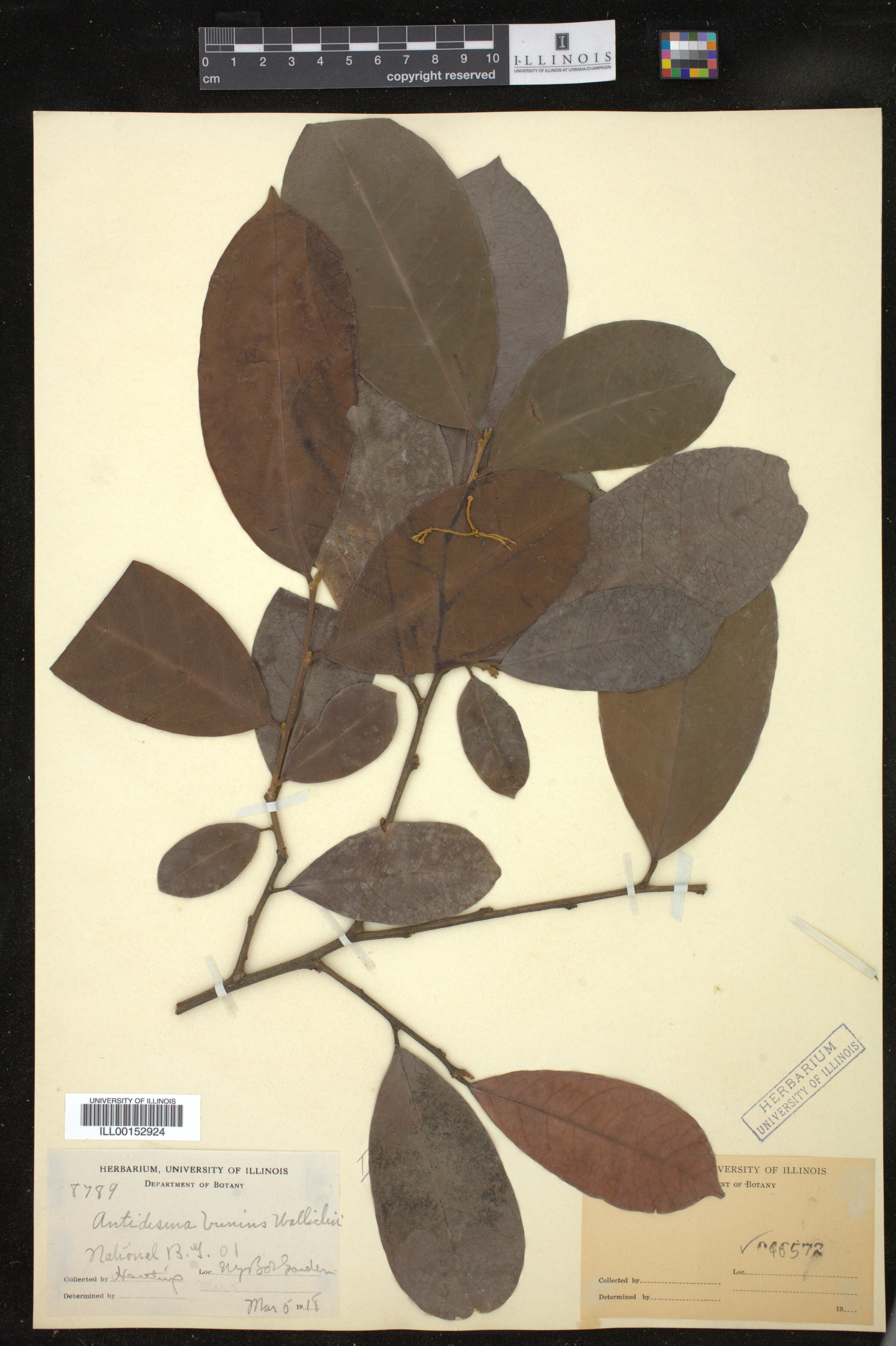 Antidesma bunius image