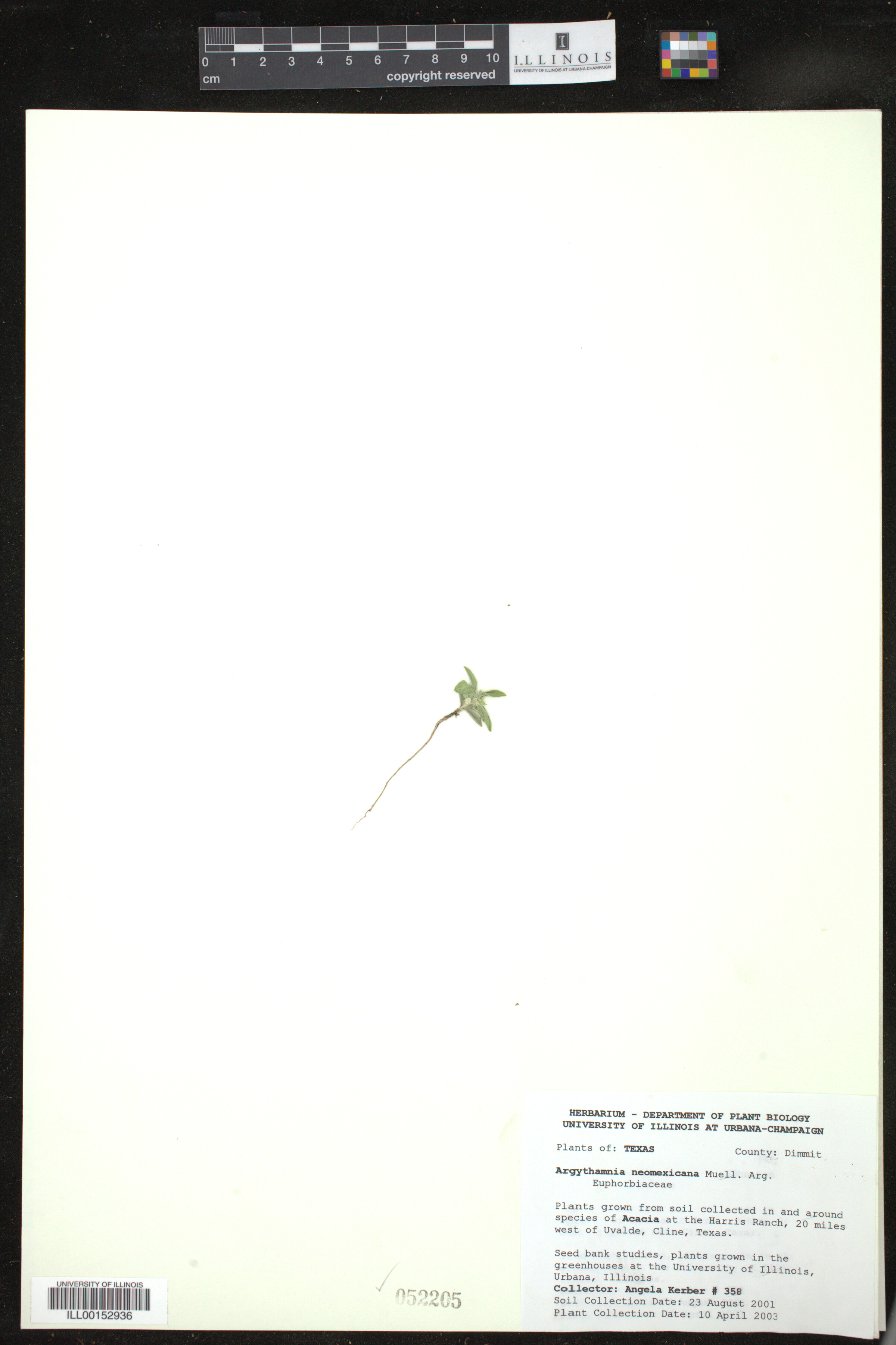 Ditaxis serrata image