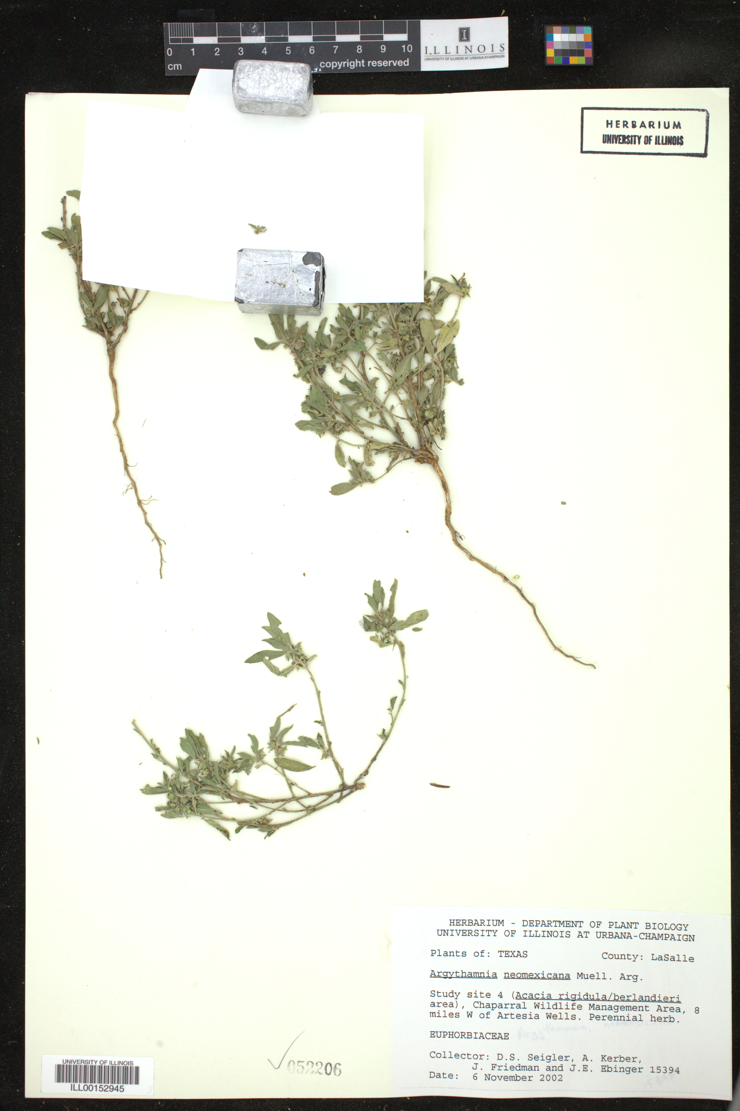 Ditaxis serrata image