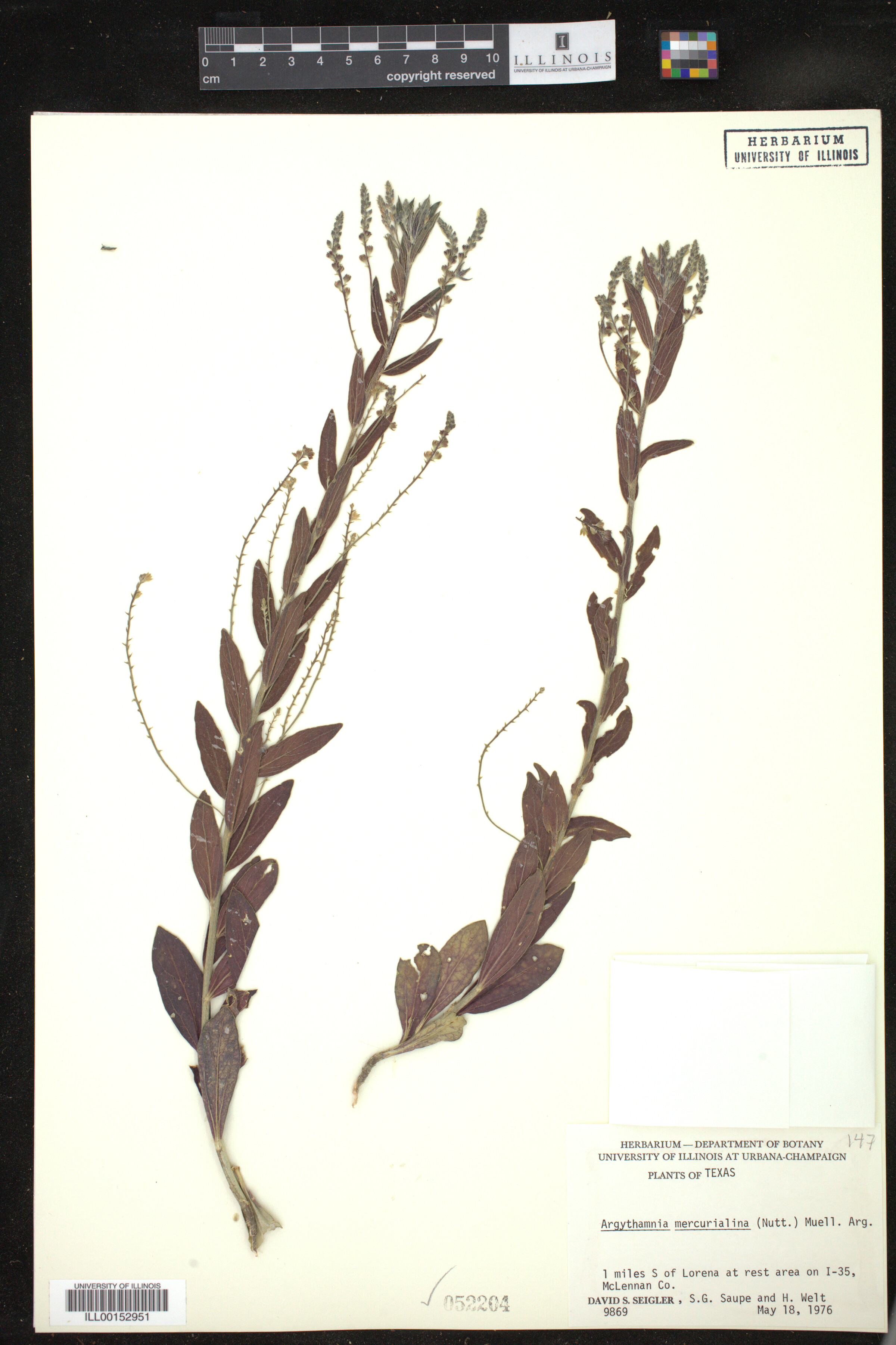 Ditaxis mercurialina image