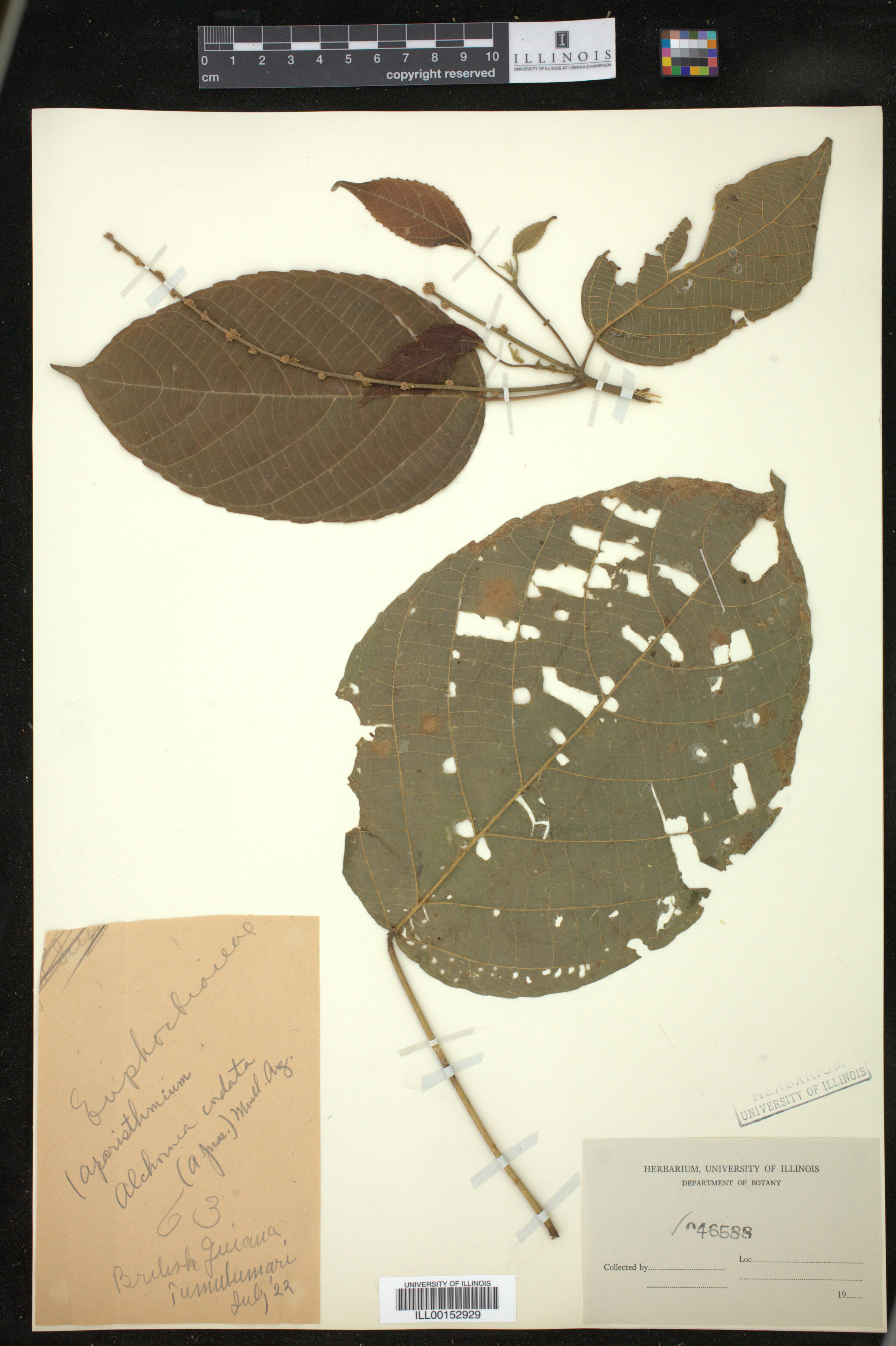 Aparisthmium cordatum image
