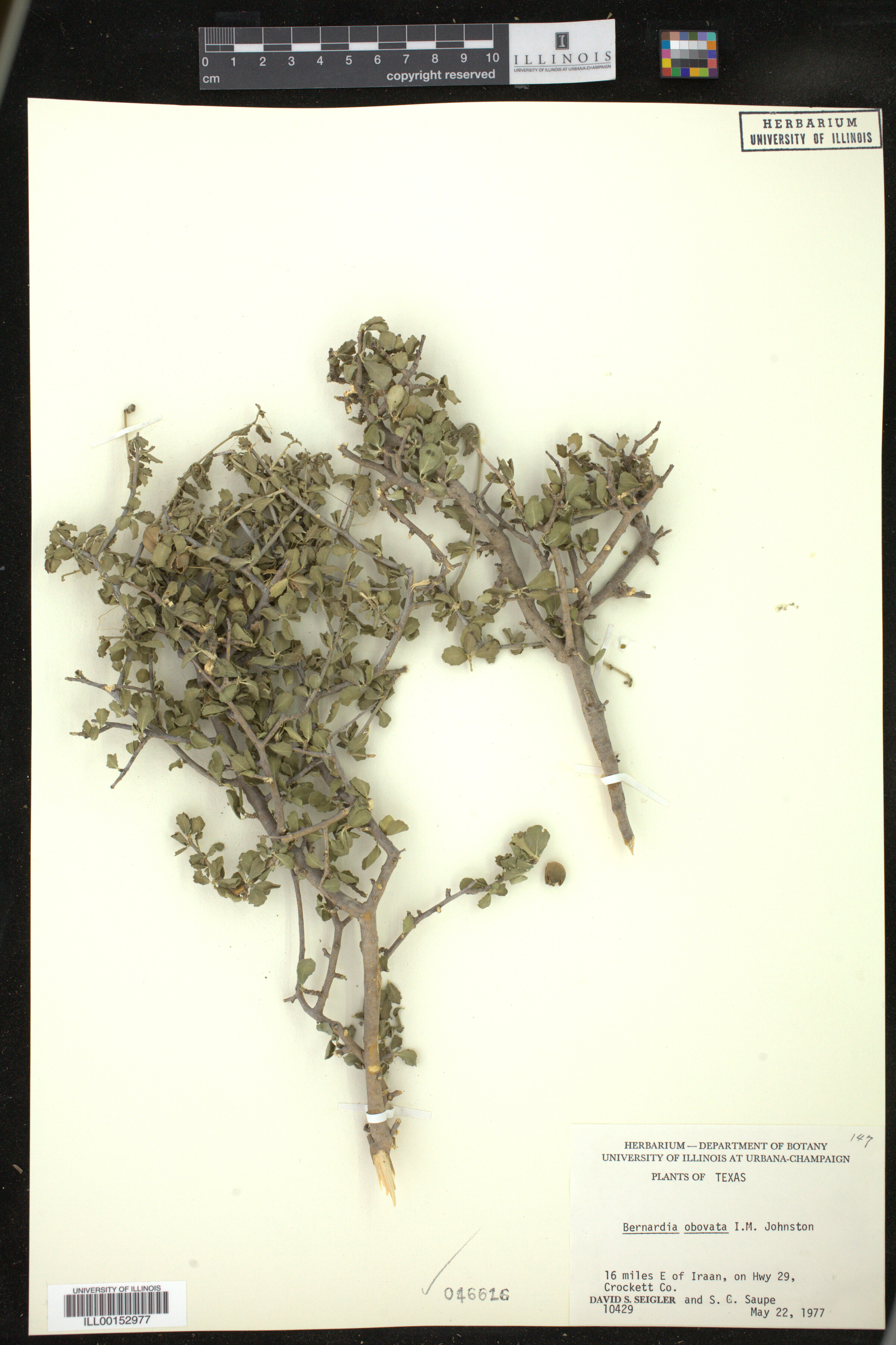 Bernardia obovata image