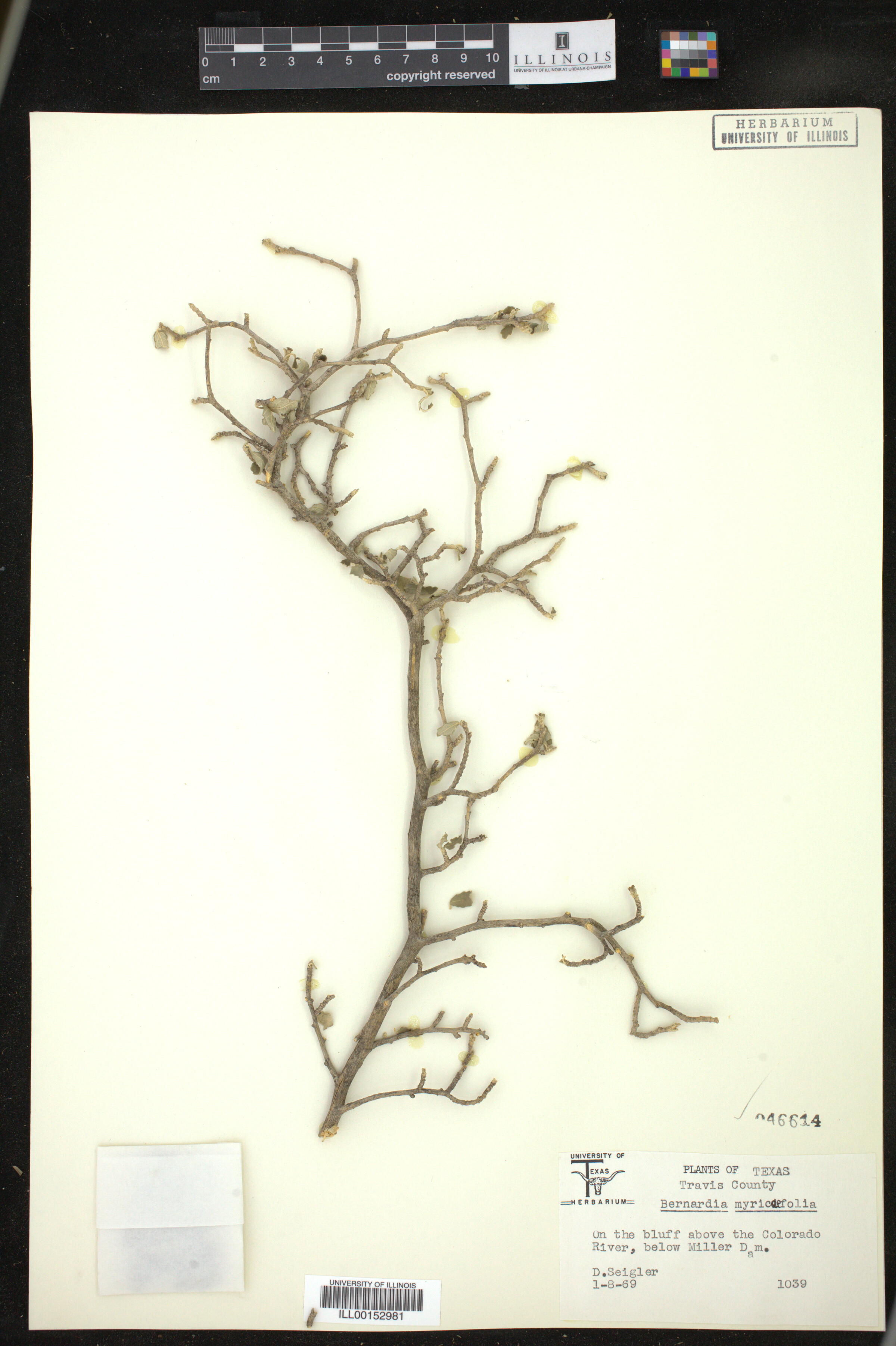 Bernardia myricifolia image