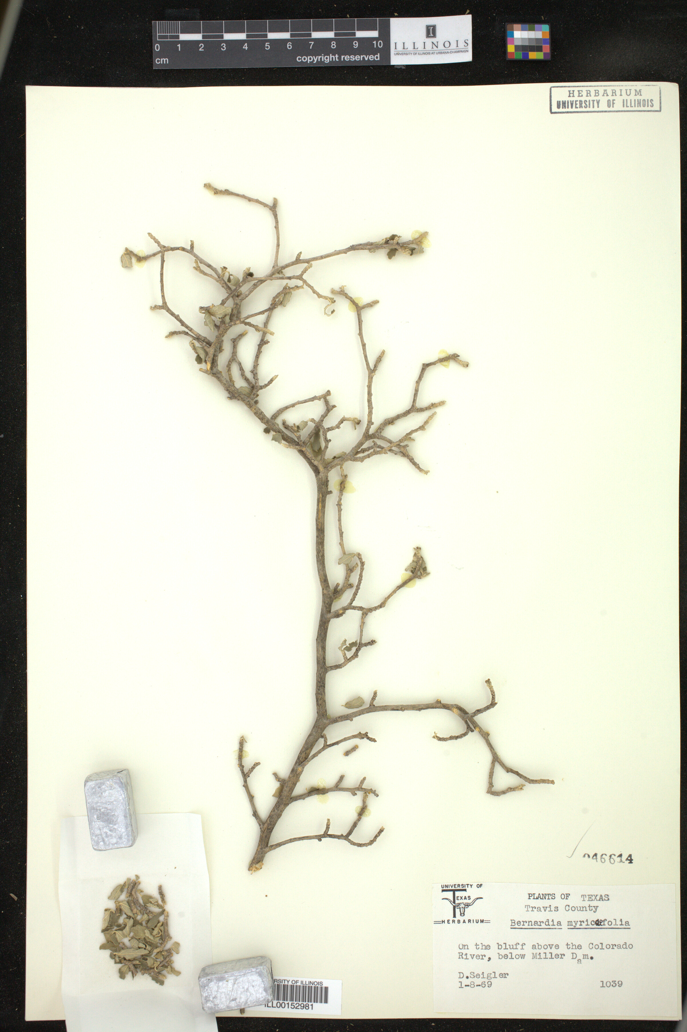 Bernardia myricifolia image