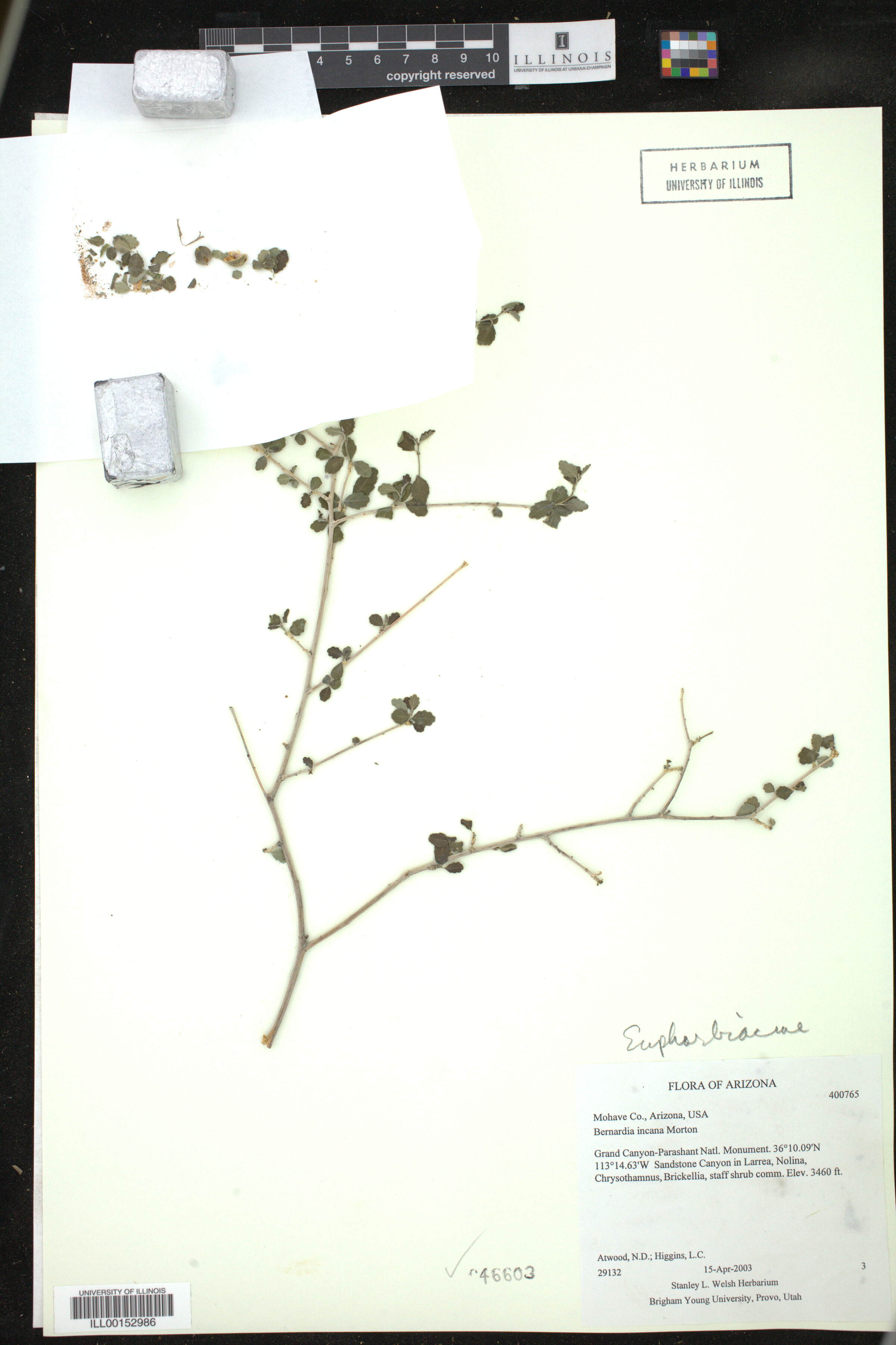 Bernardia myricifolia image