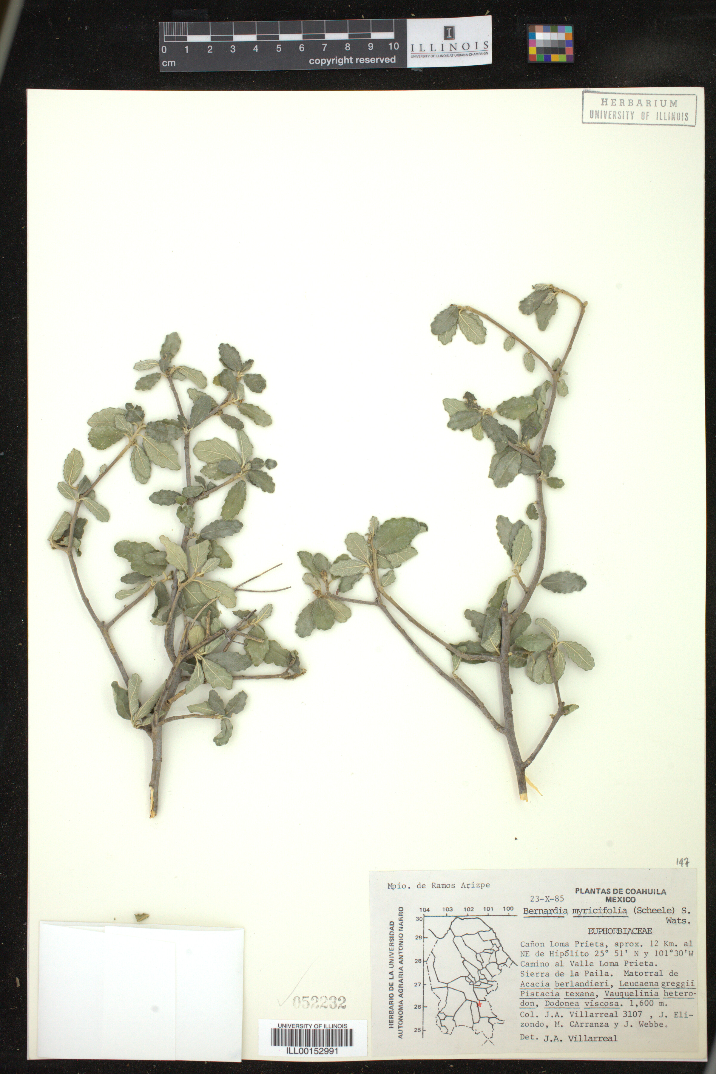 Bernardia image