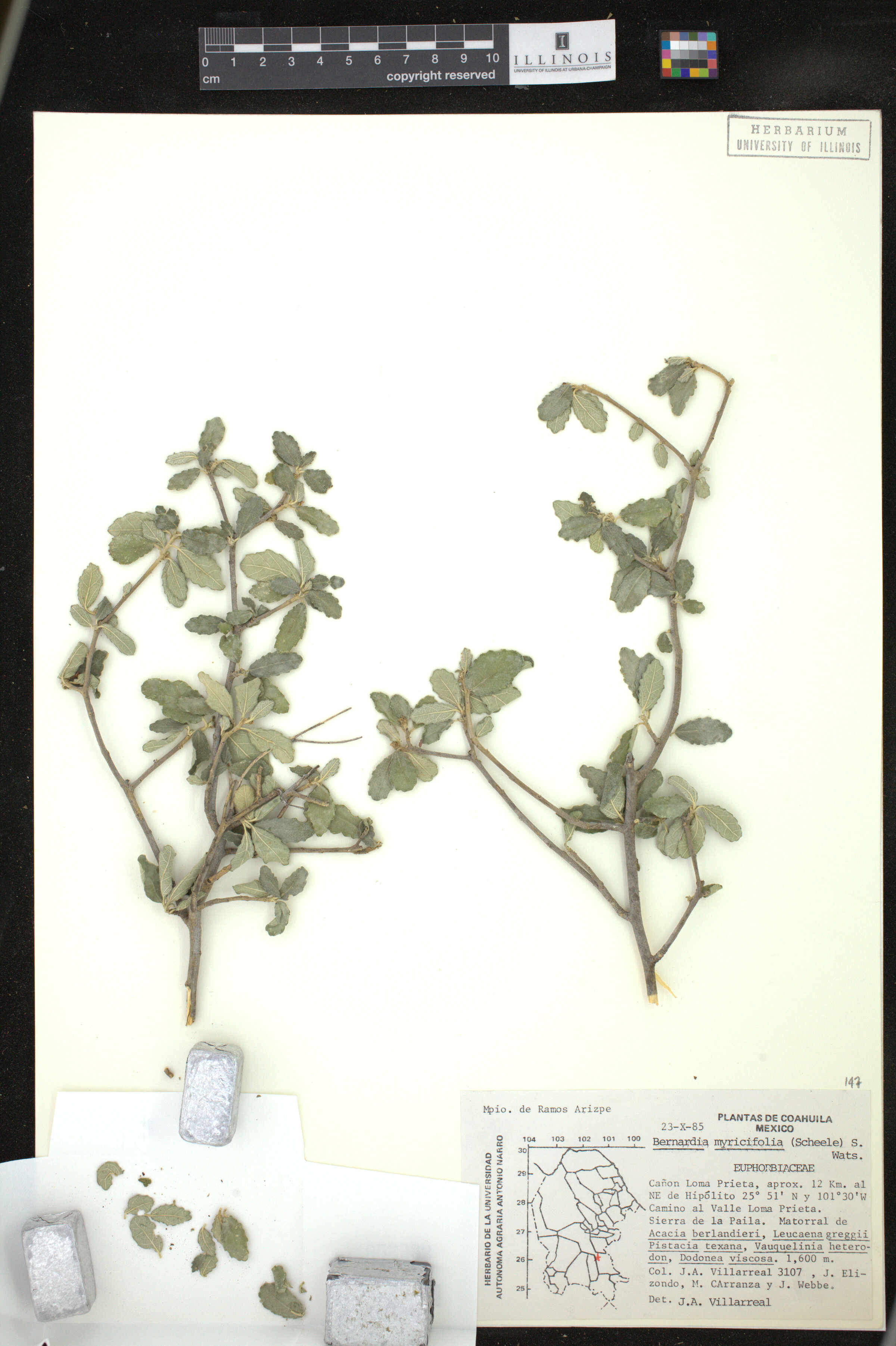 Bernardia image